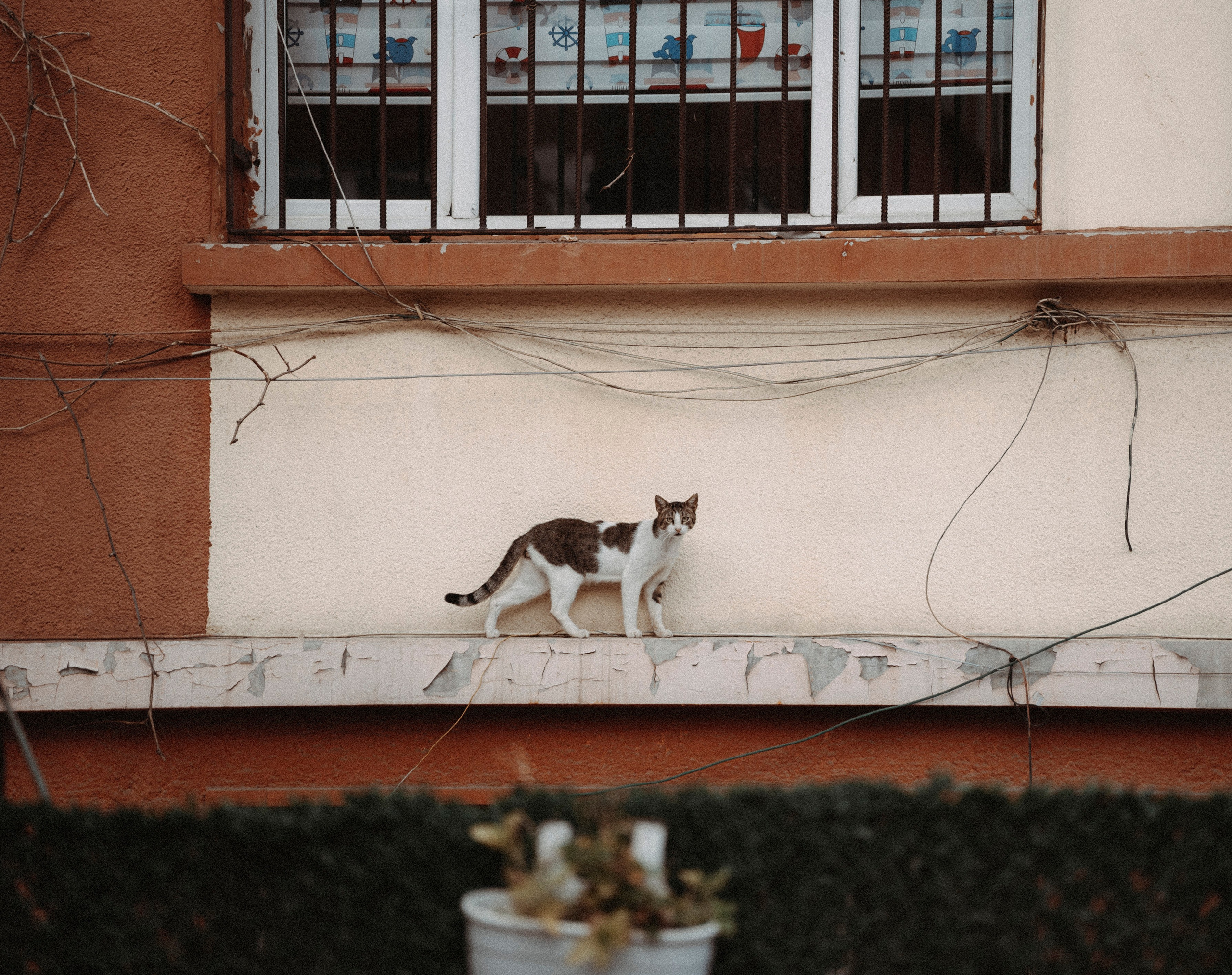 СТАМБУЛ. Стрит-фотография, полная абсурда, идиотизма и красоты