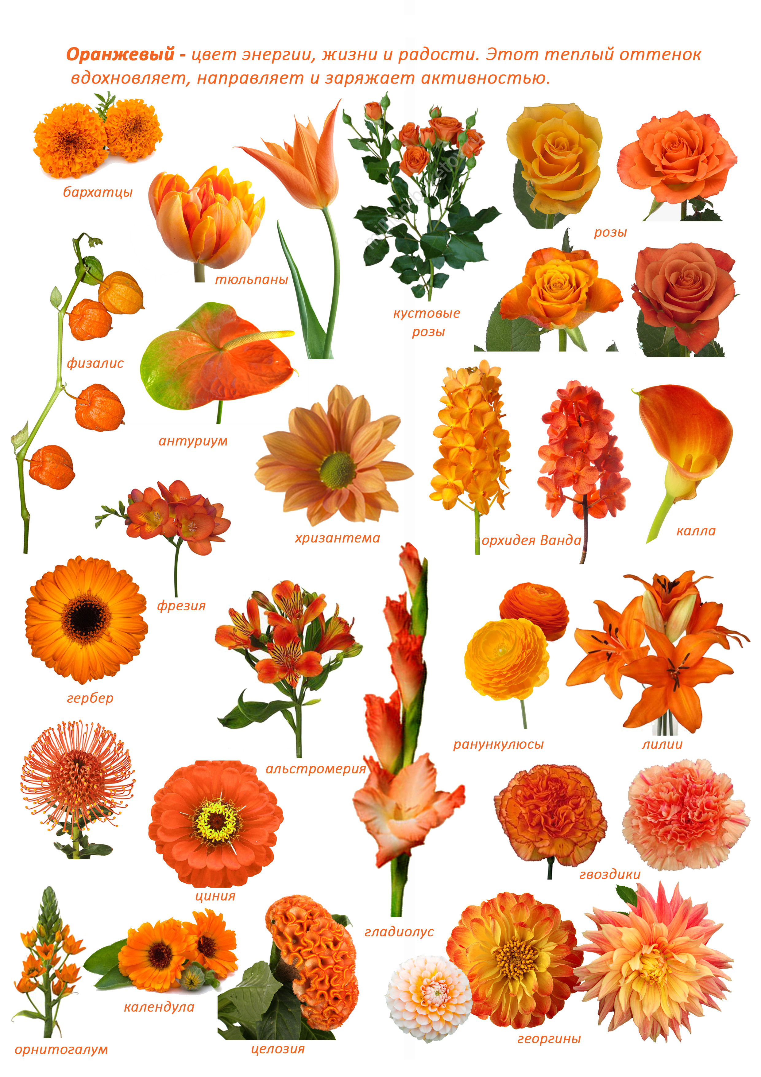 Ziedi. Event design, decoration, floristry, gift, Irina Novika, Riga, Latvia