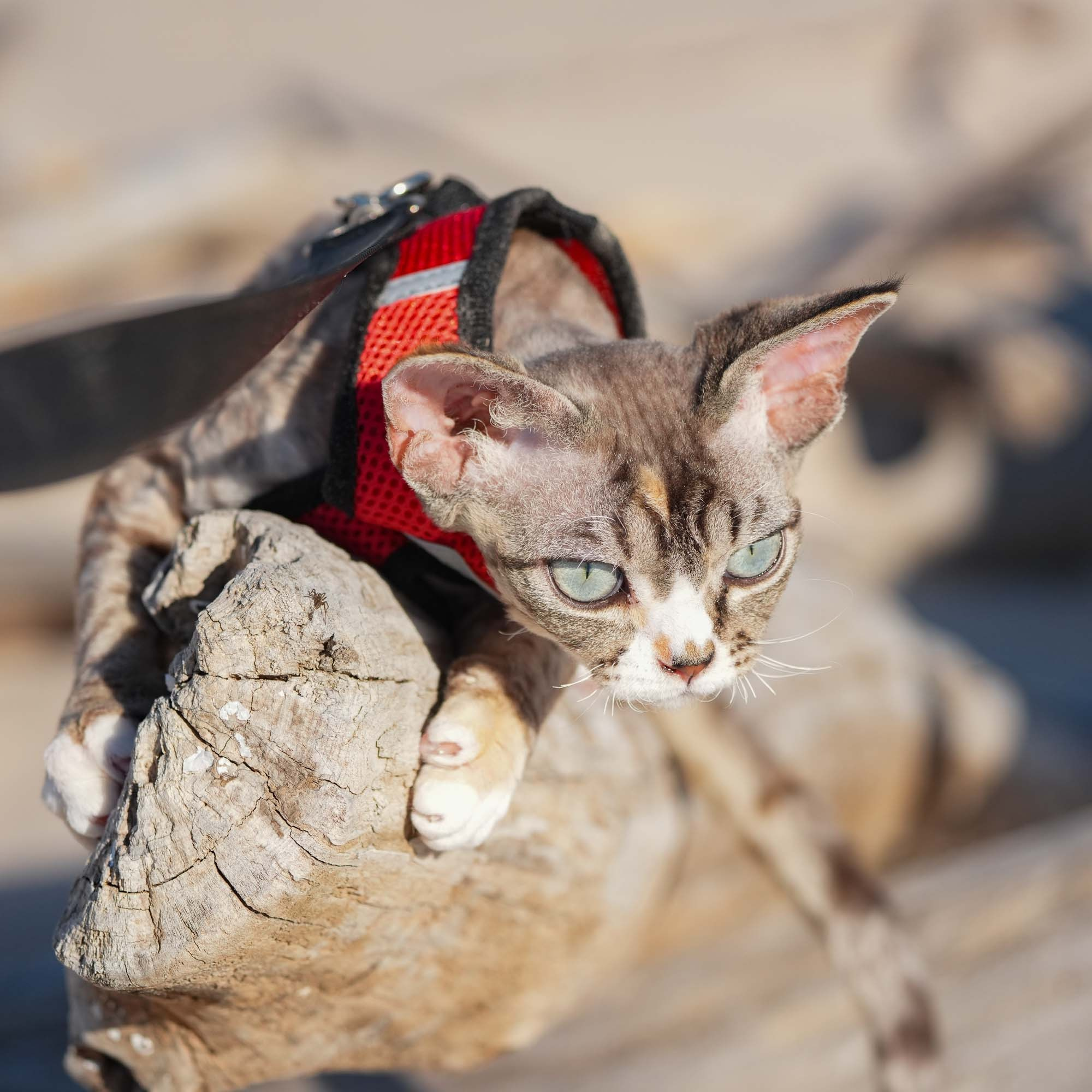 Kasia,  girl, born 07.02.2025. Devon Rex Pixie Cattery