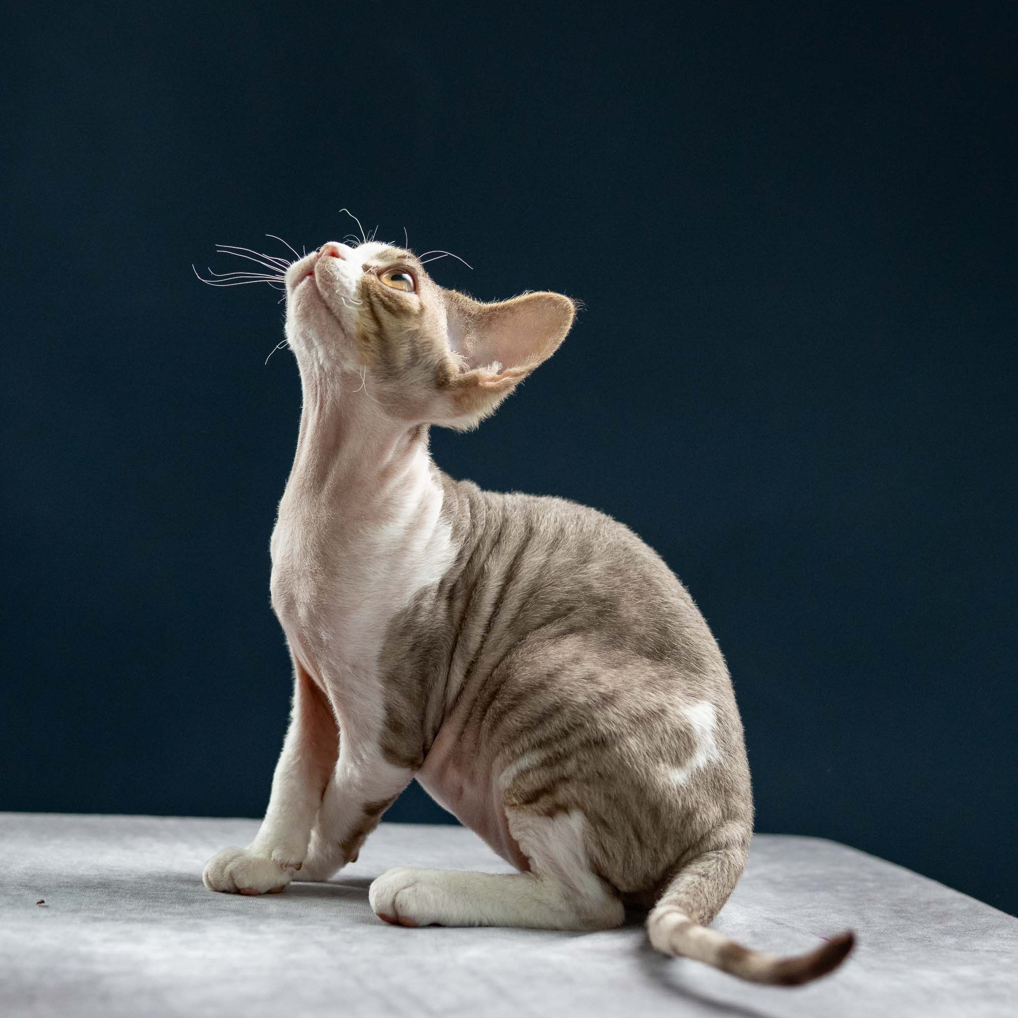 Hugo, boy, born 04.20.25. Devon Rex Pixie Cattery