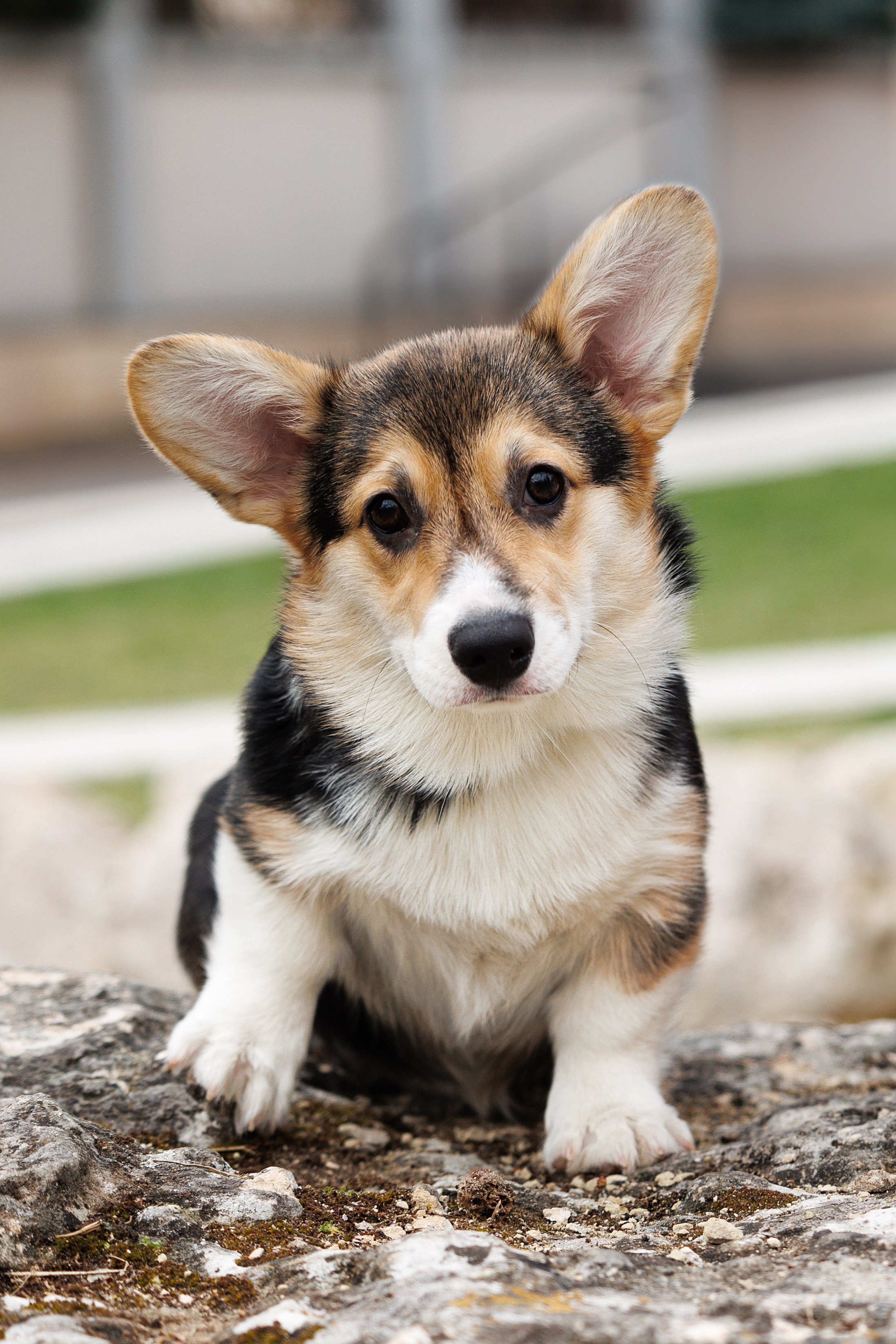 Welsh Corgi puppies. Семейный фотограф в Кишинёве Пулькина Ольга