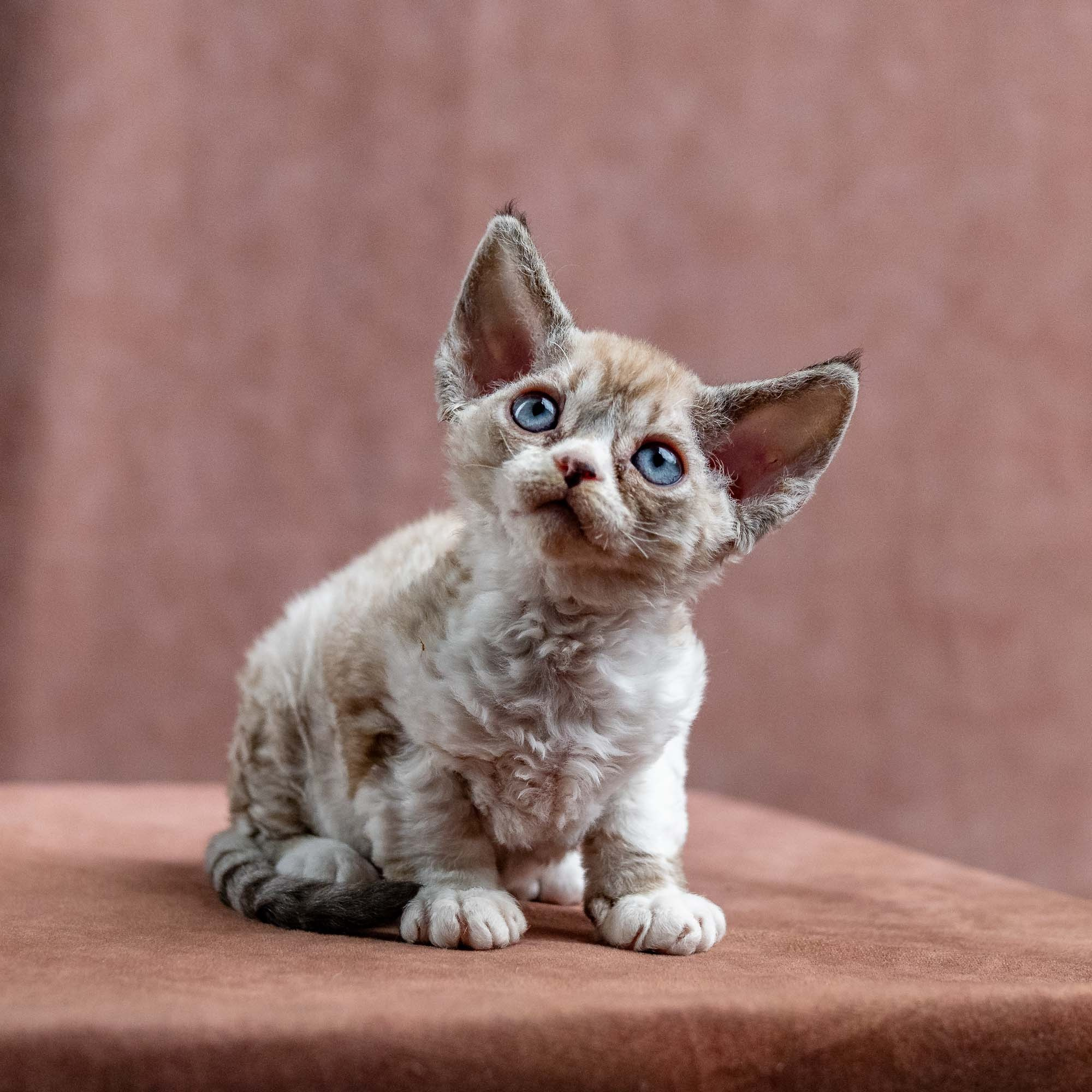Kai, boy, born 07.02.2025. Devon Rex Pixie Cattery