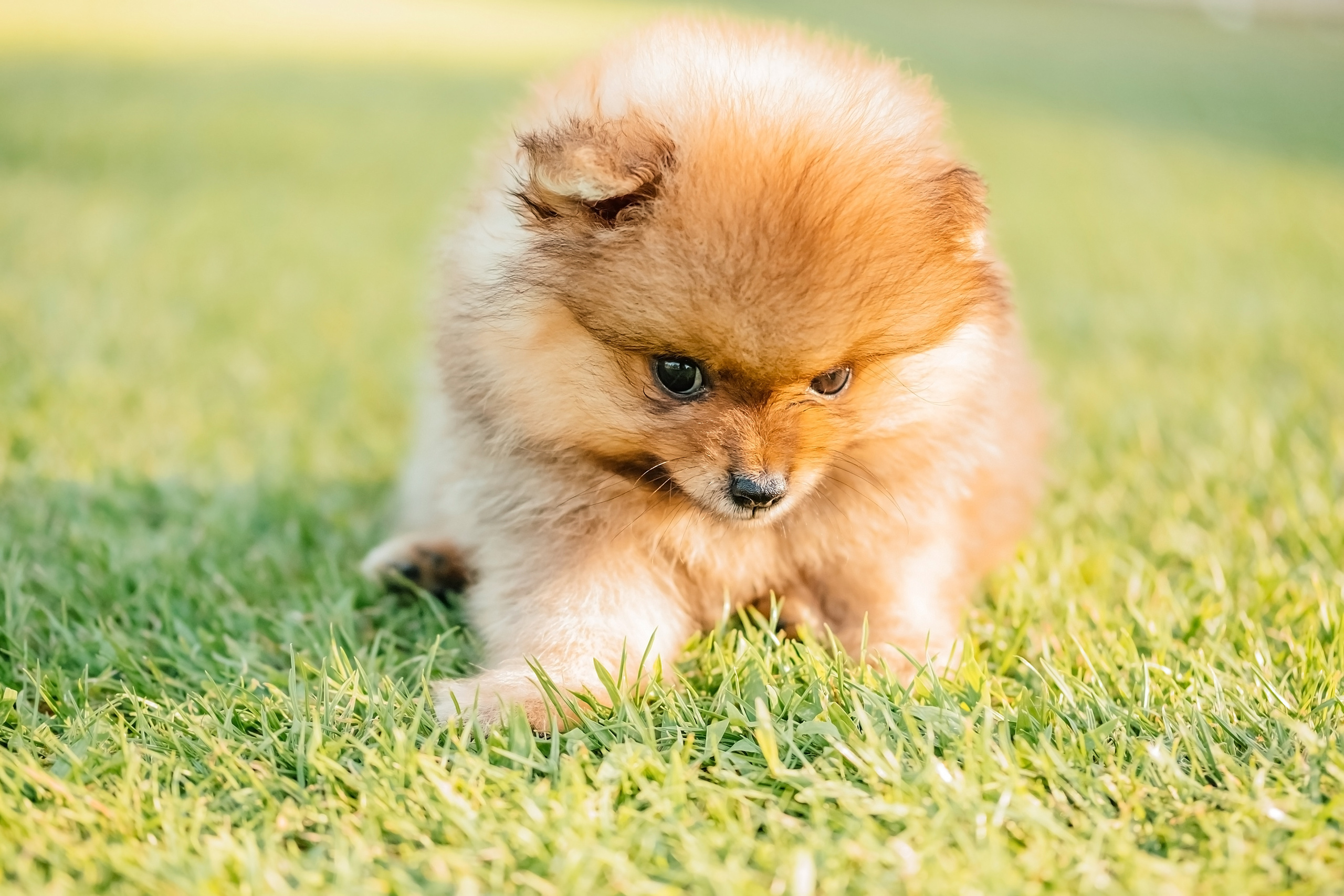 День народження Baby Shark. Валерія Сичова. Сімейний та репортажний фотограф в Португаліі