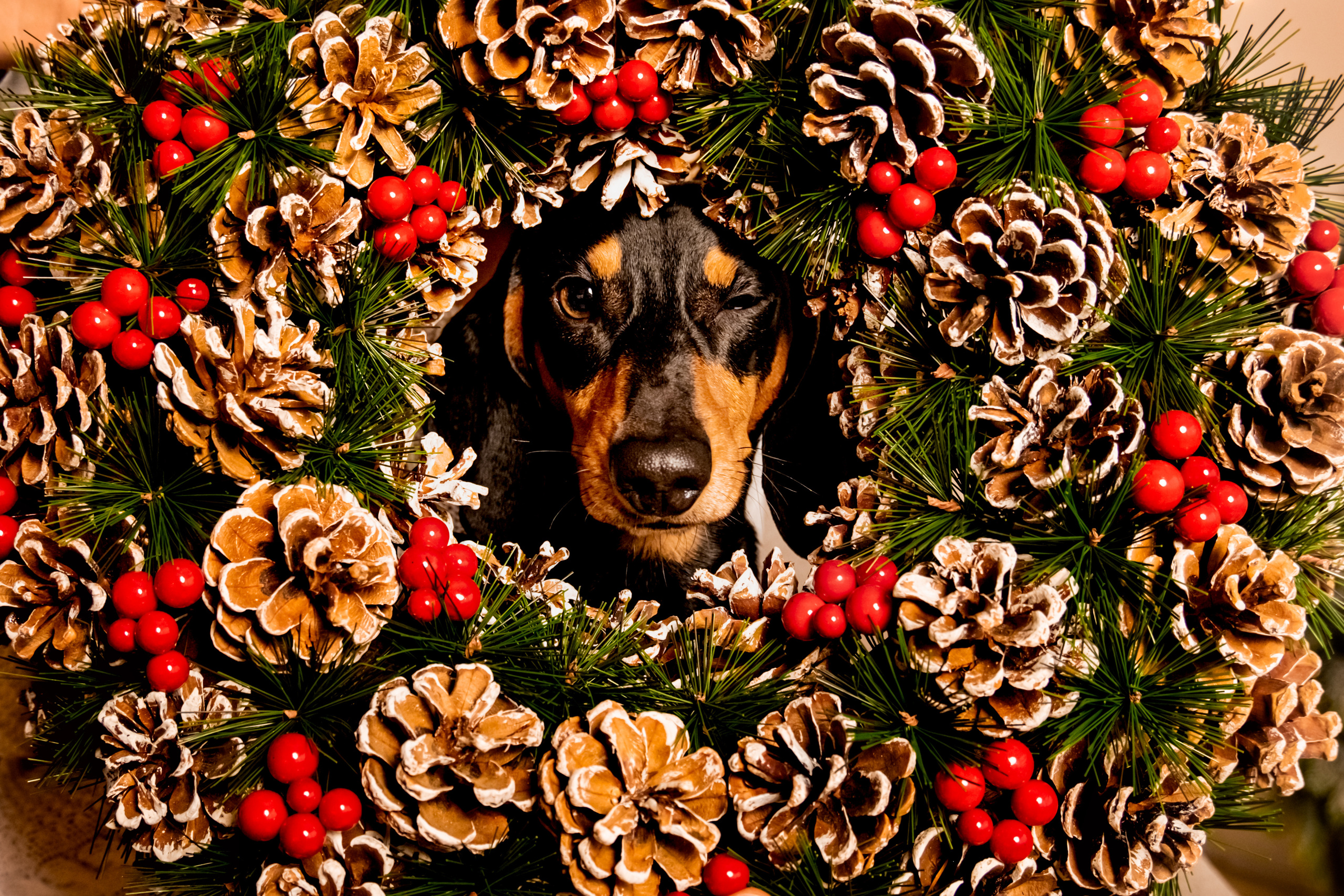 Каріна та цуценя. Валерія Сичова. Сімейний та репортажний фотограф в Португаліі