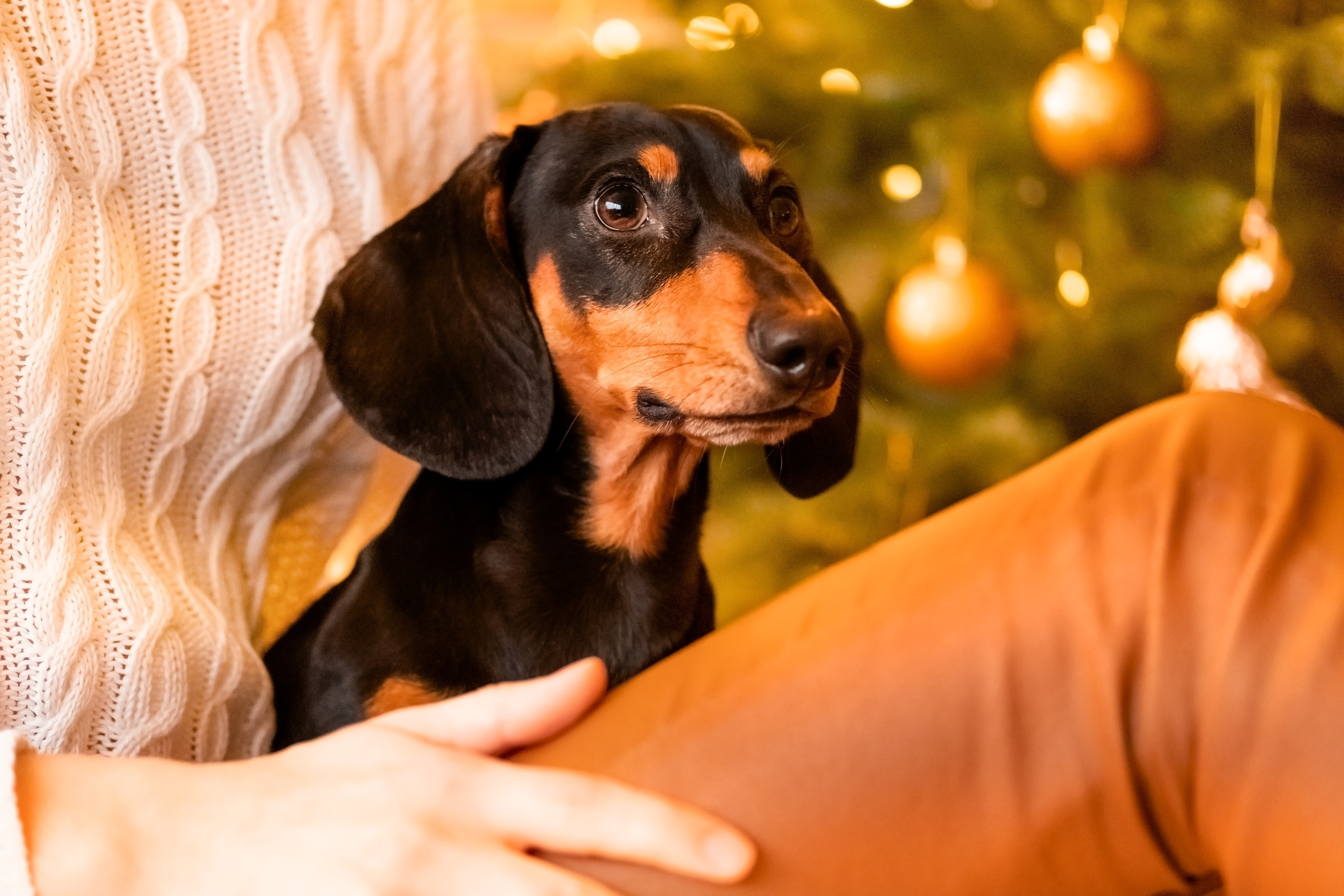 Каріна та цуценя. Валерія Сичова. Сімейний та репортажний фотограф в Португаліі