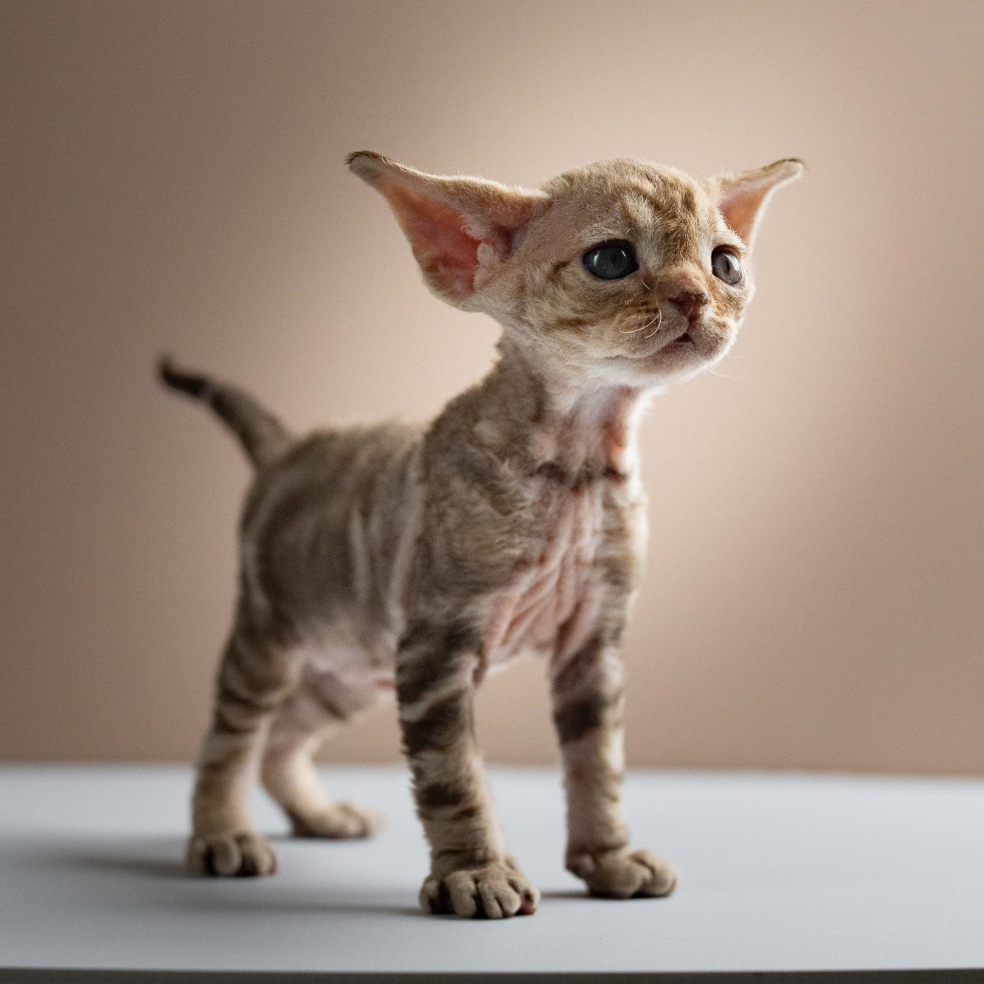Sirius, boy, born 05.15.26. Devon Rex Pixie Cattery