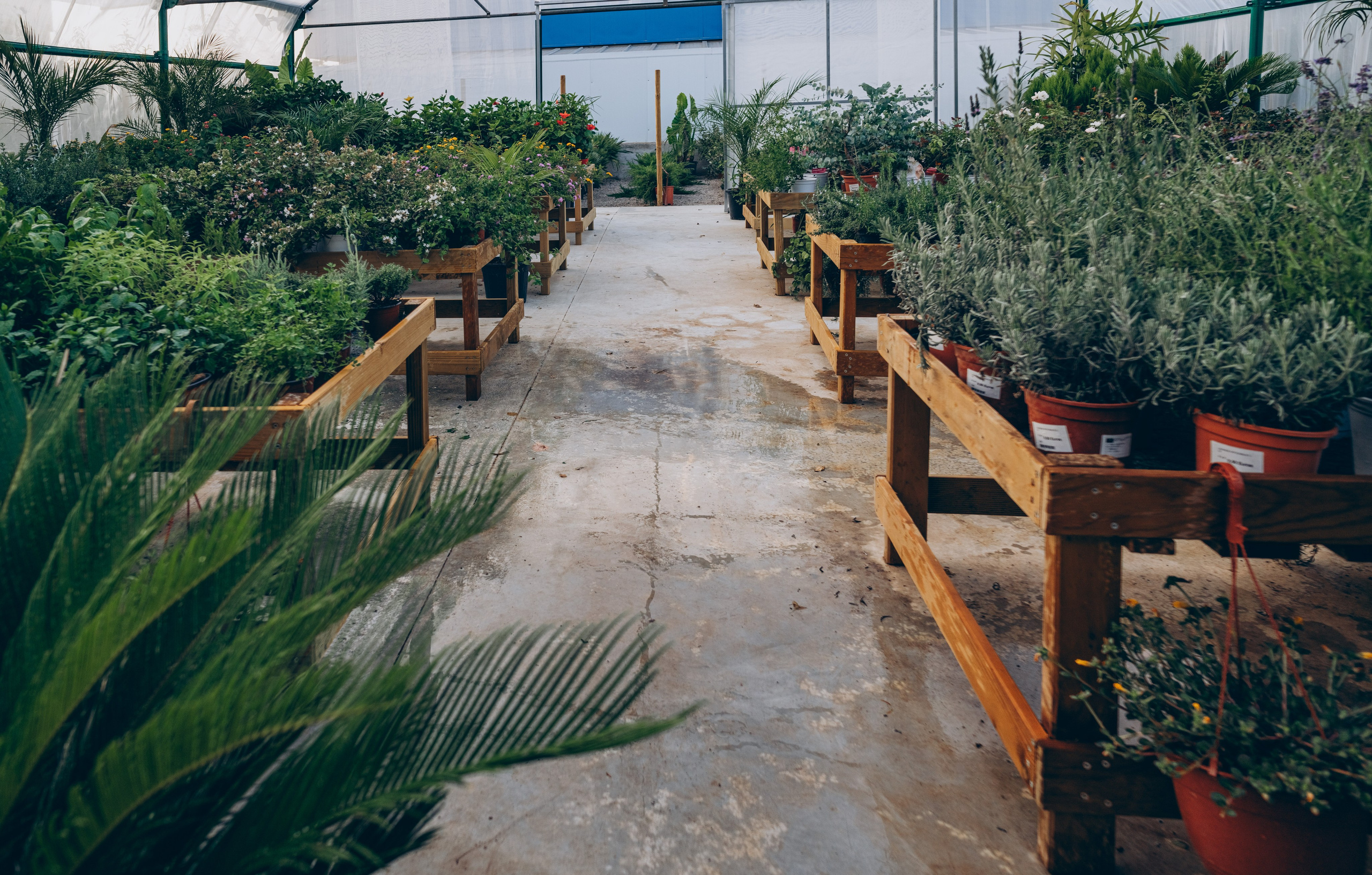 Centro Jardin. Photographer in Mallorca