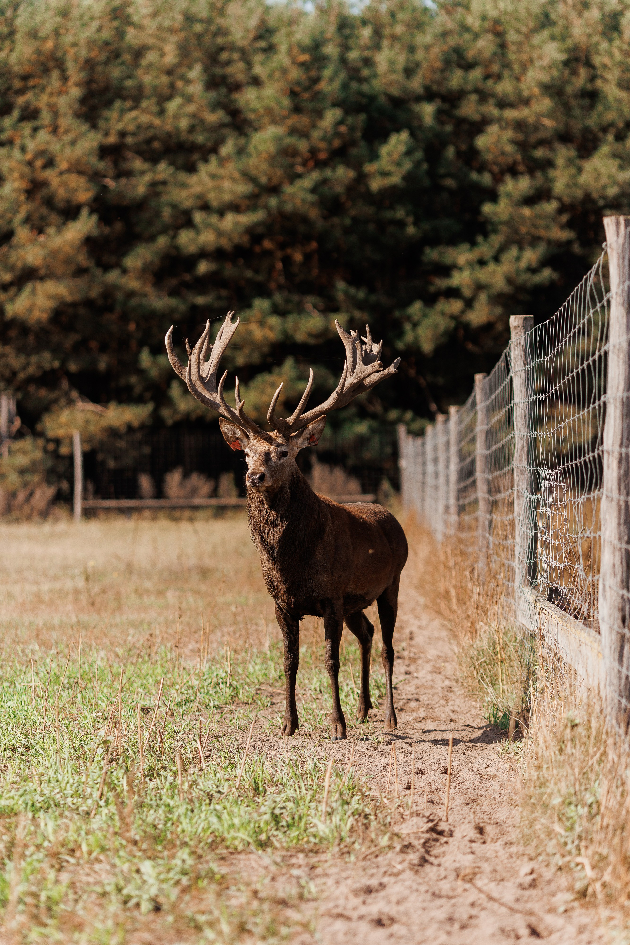 Екопарк Аміла. Ірина Терещук