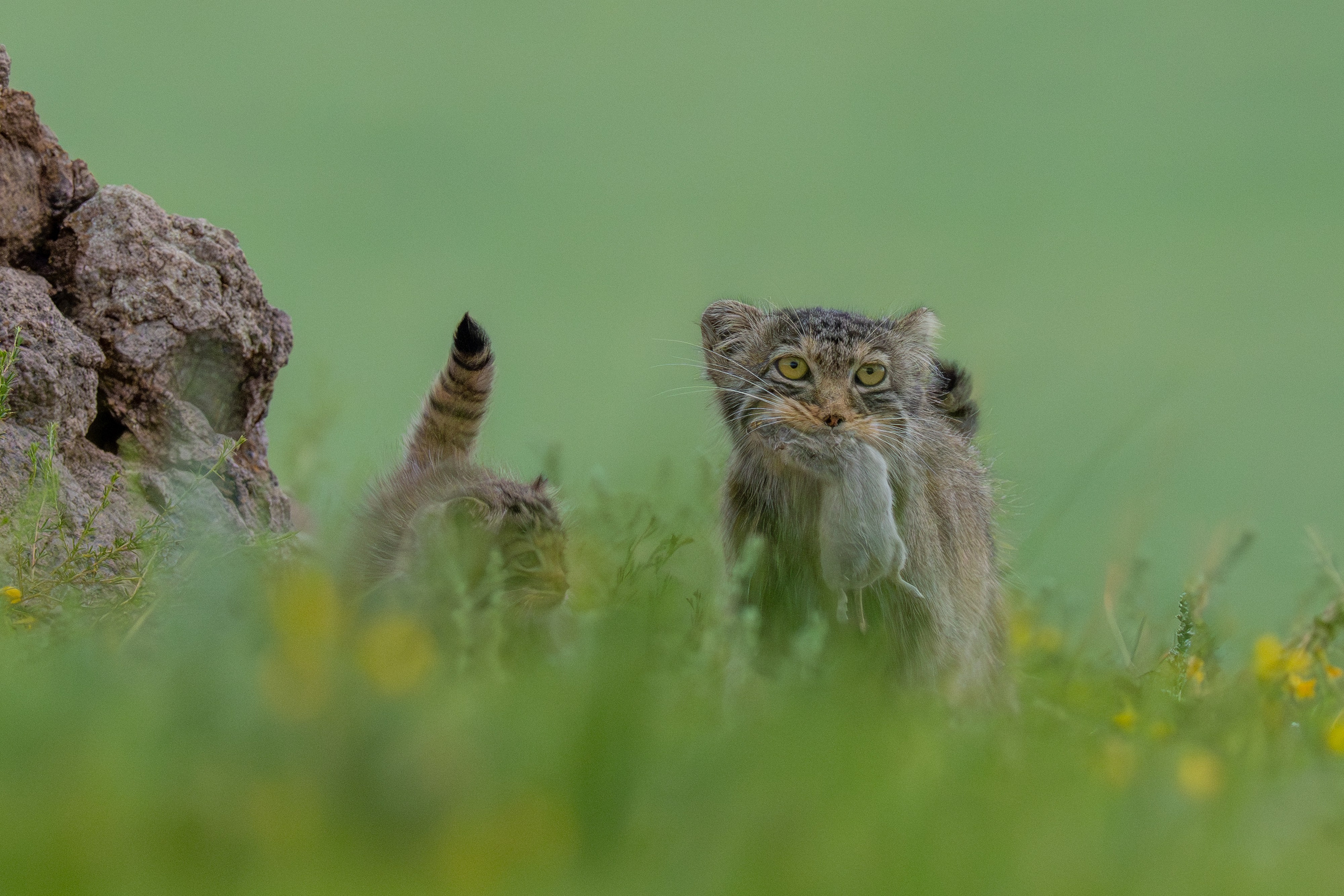 Nature photographer Yuri Soria-Galvarro