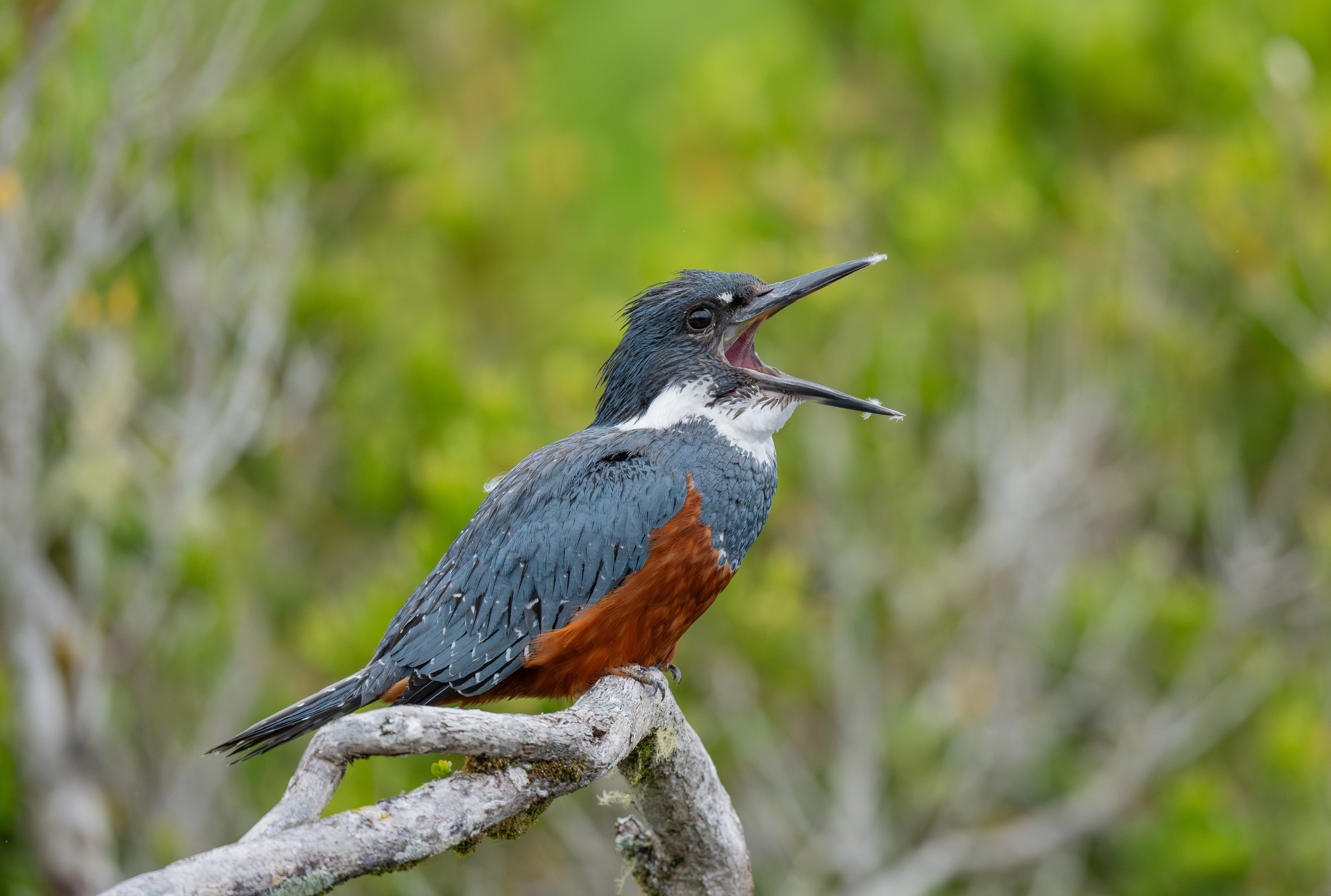 Martín Pescador. Nature photographer Yuri Soria-Galvarro