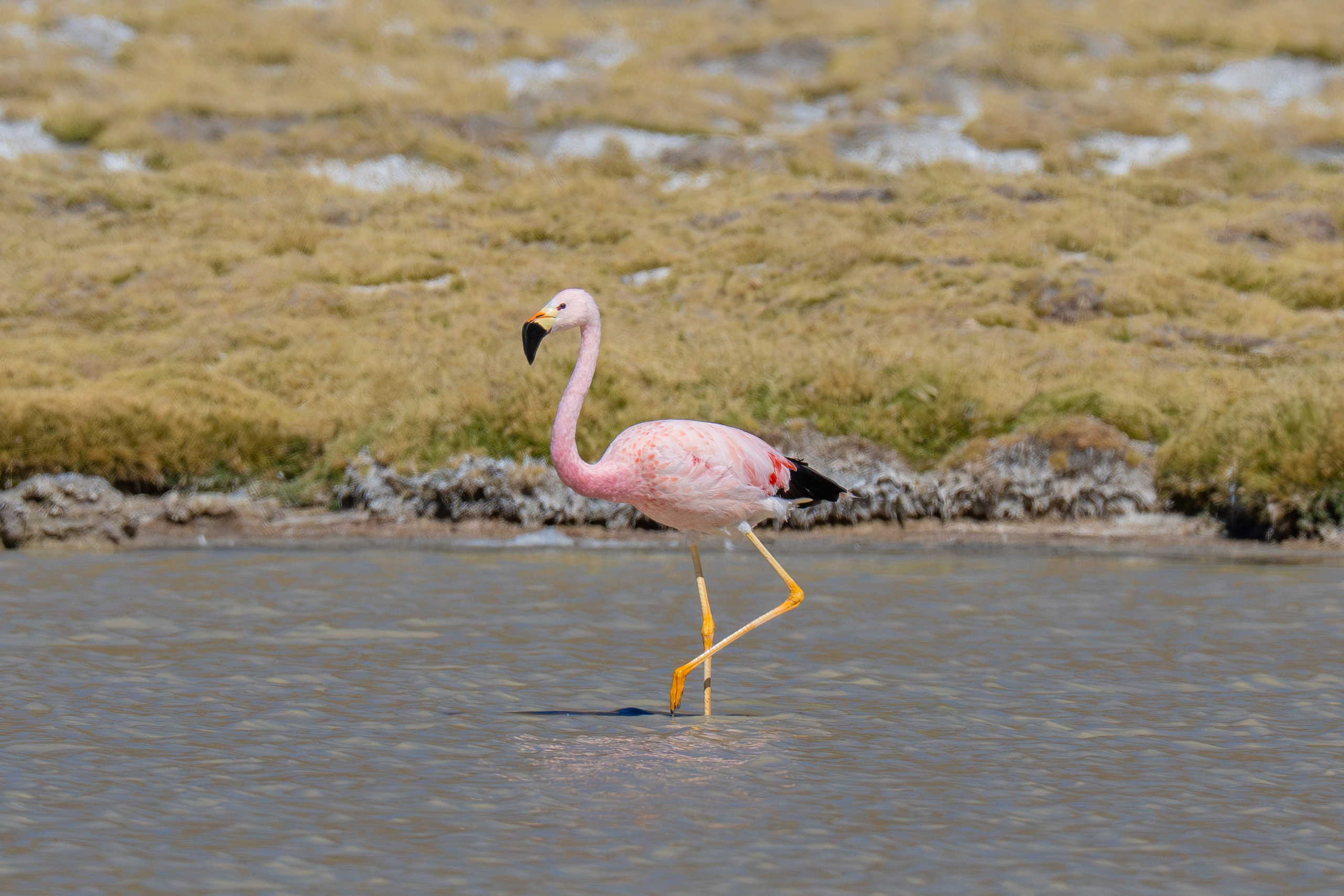 Flamencos. Nature photographer Yuri Soria-Galvarro