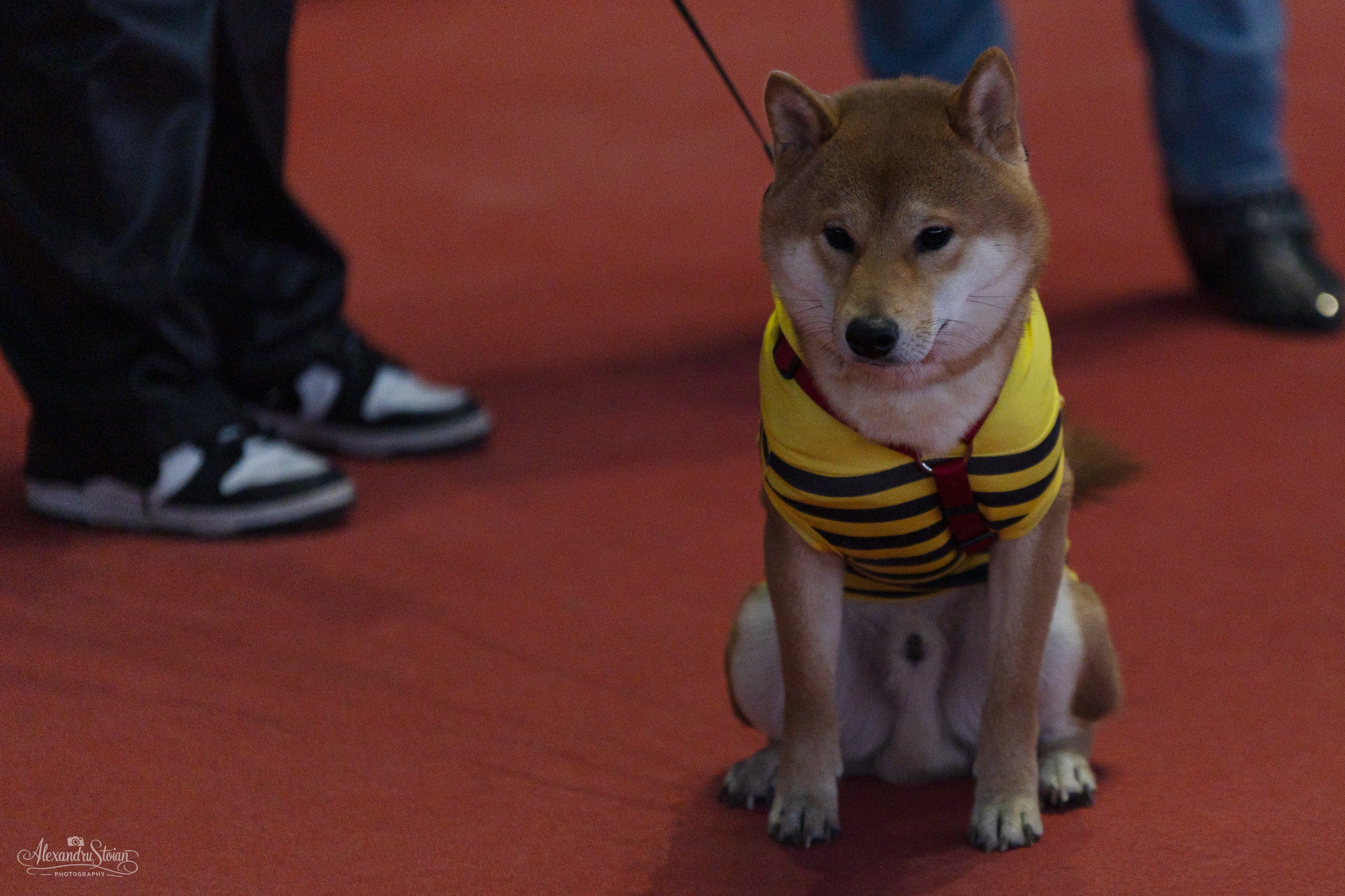 Pet EXPO. Http://www.alexphoto.ro