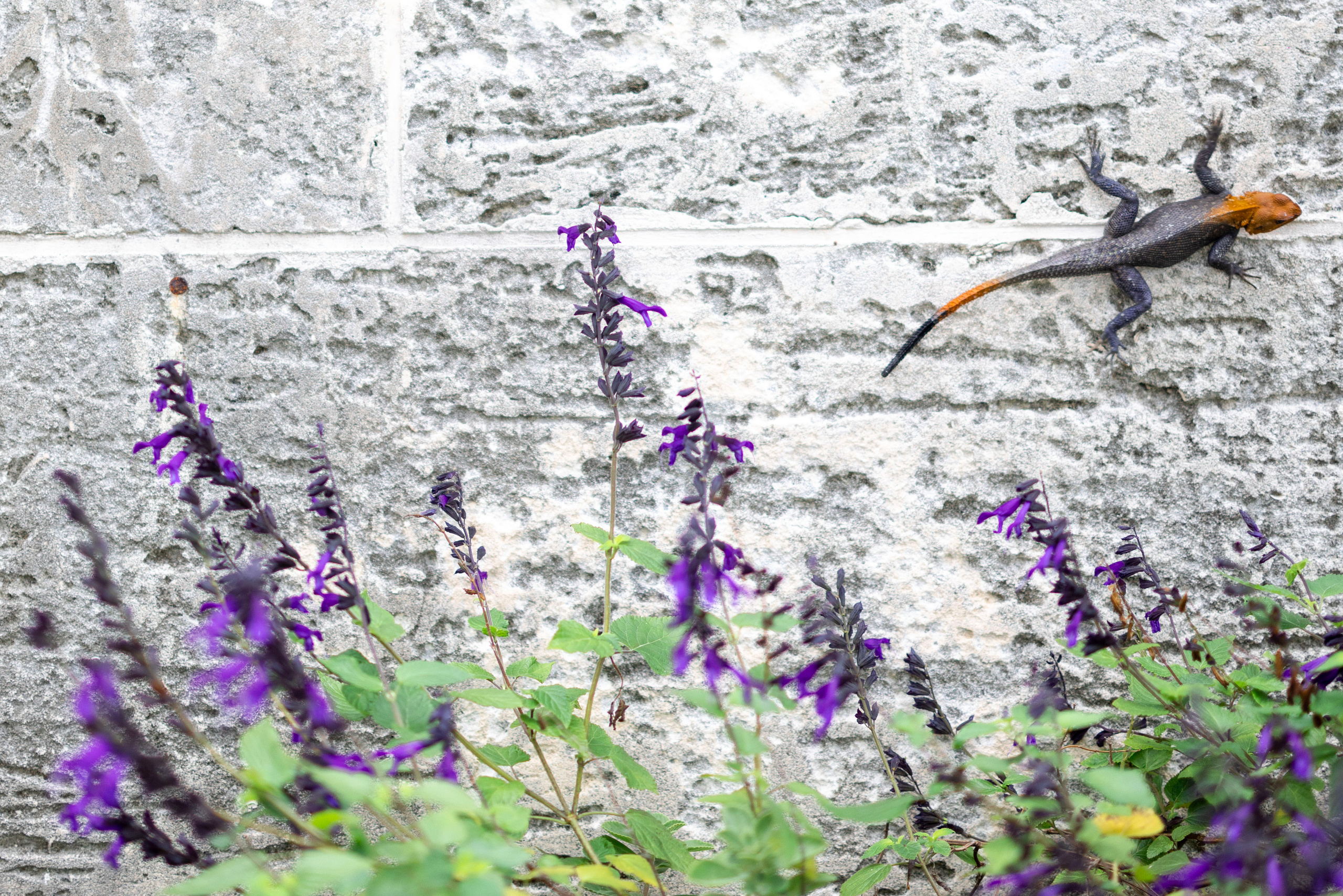 Elegant Wedding in Vizcaya Museum, Miami, FL. Wedding and Event photography, Kisses + Veil