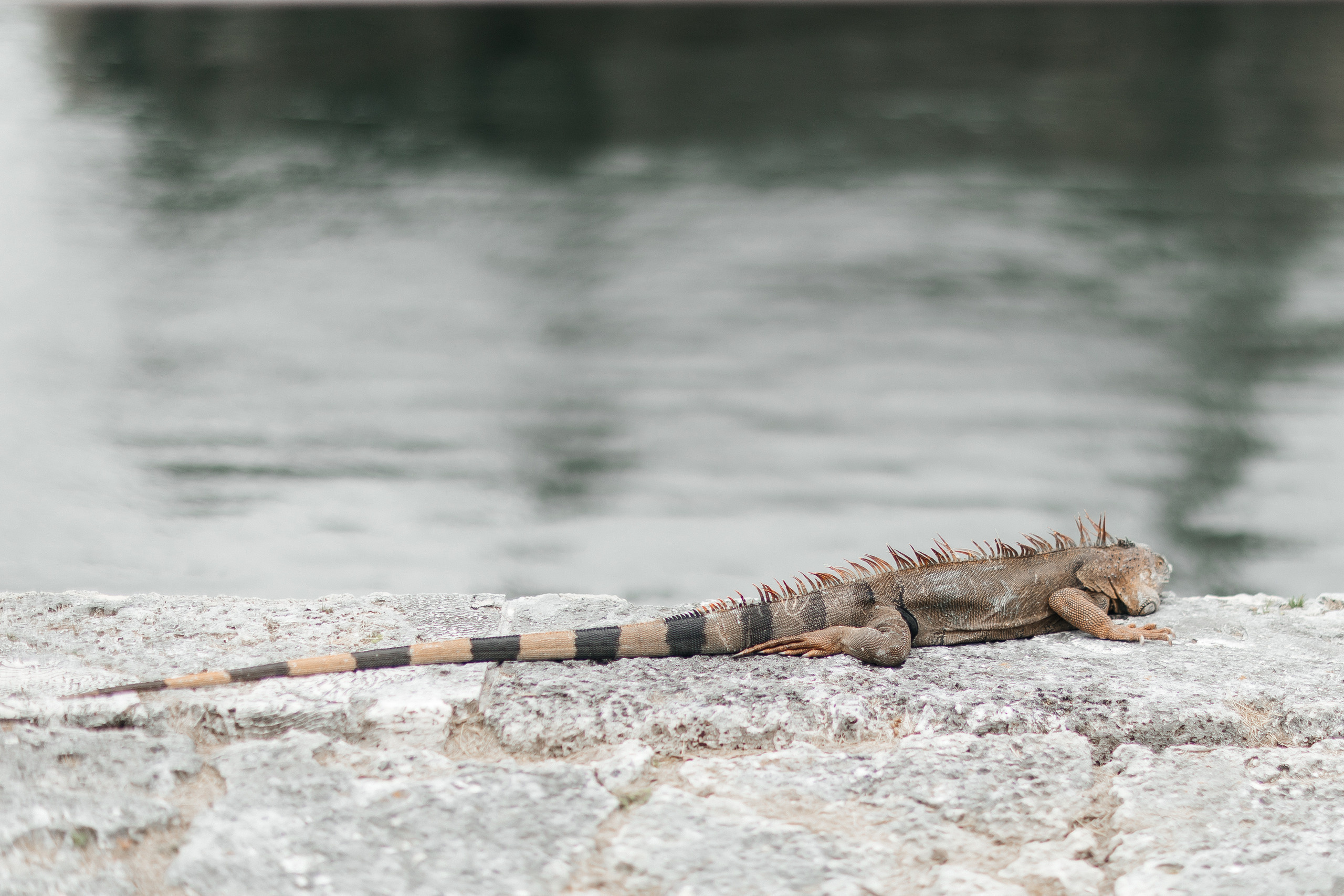 Elegant Wedding in Vizcaya Museum, Miami, FL. Wedding and Event photography, Kisses + Veil