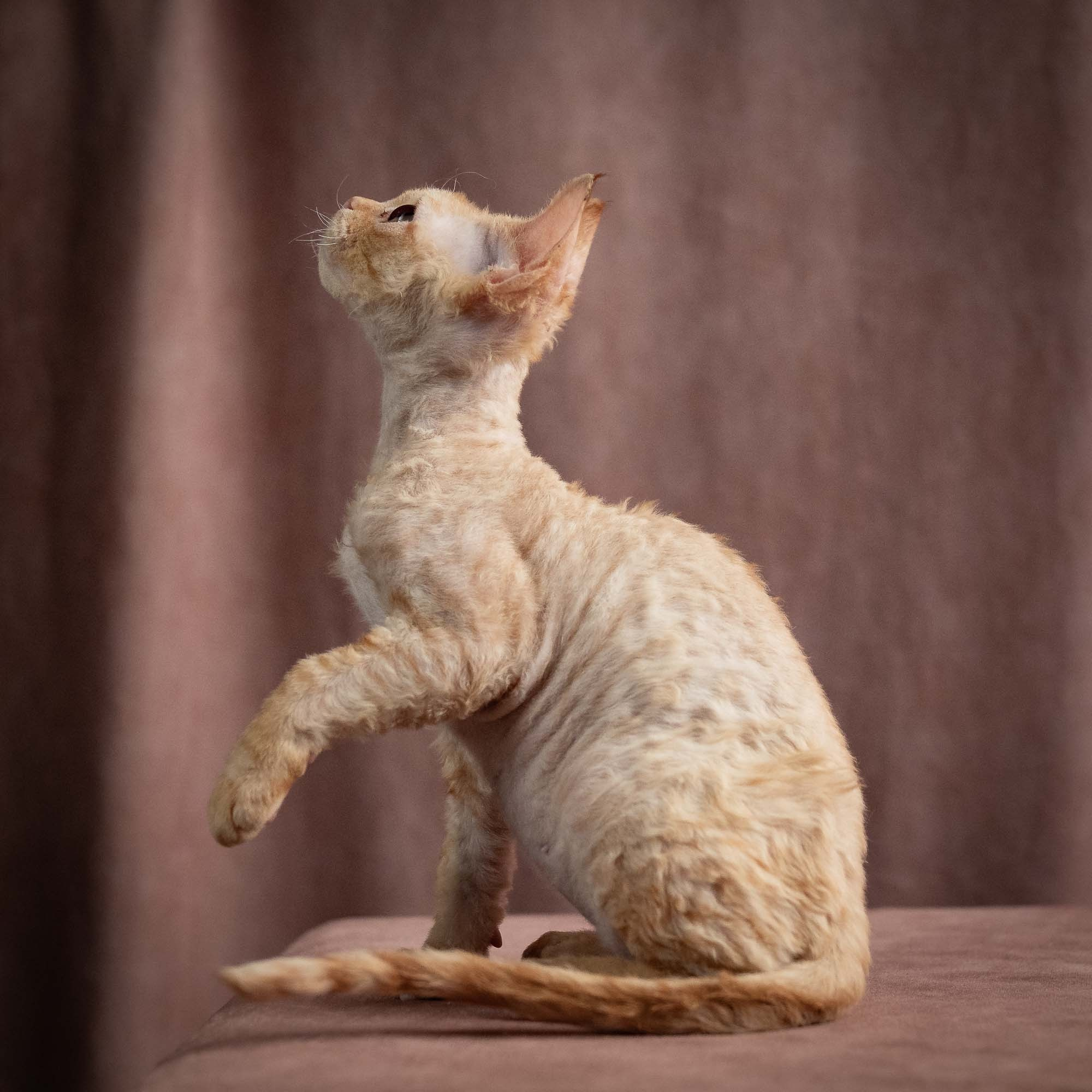 Piper, girl, born 02.11.26. Devon Rex Pixie Cattery