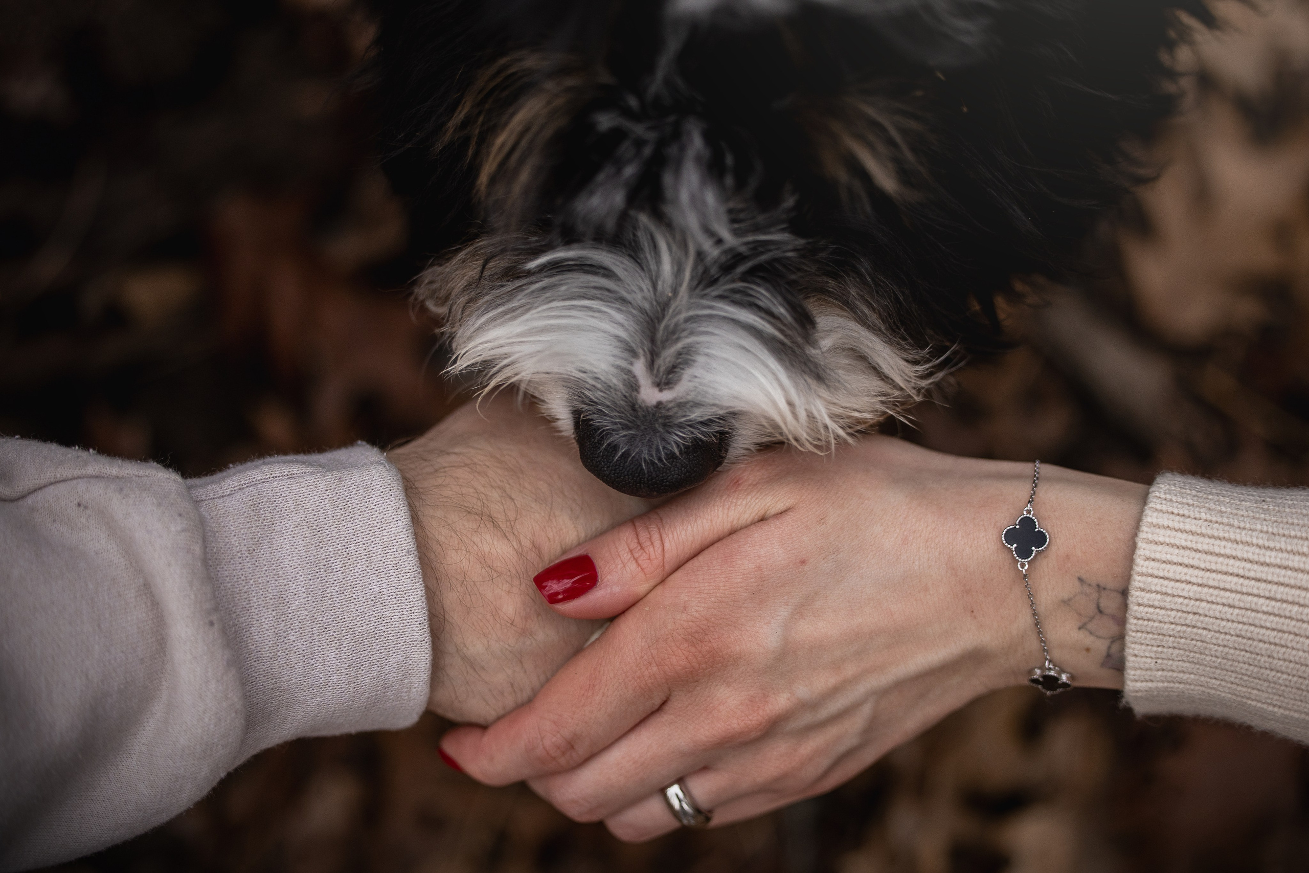 Rolex & Kate. Pet Photographer Viktoriya Aleshenko
