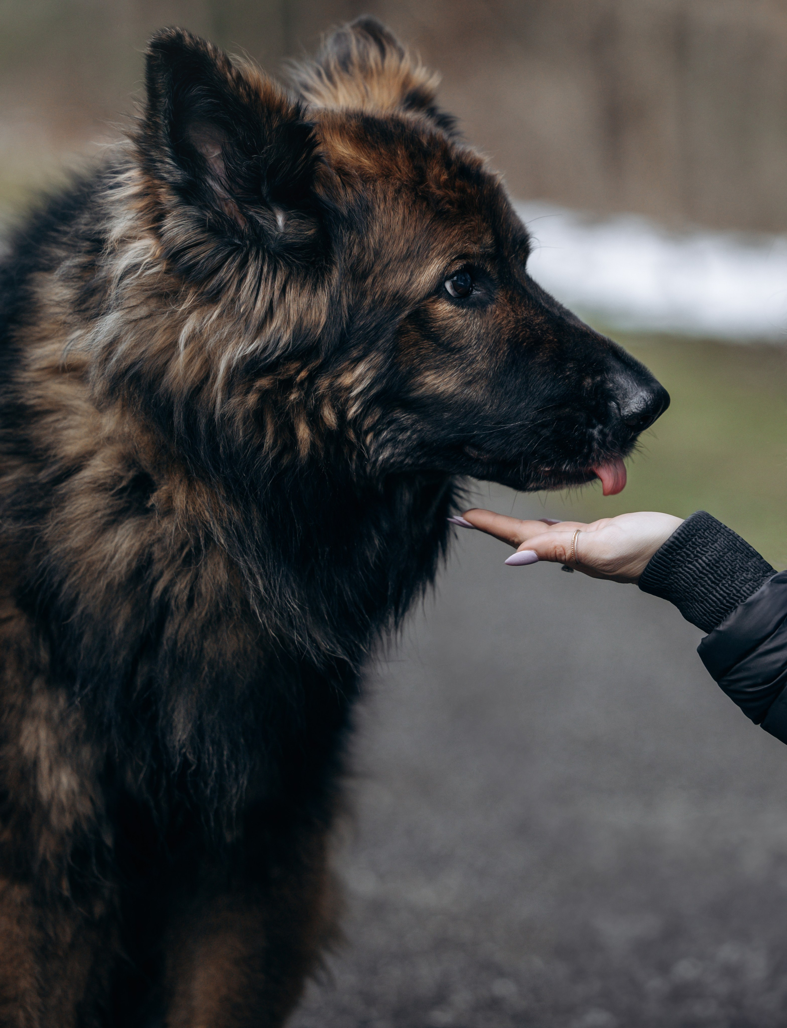 Ezra & Laura. Pet Photographer Viktoriya Aleshenko