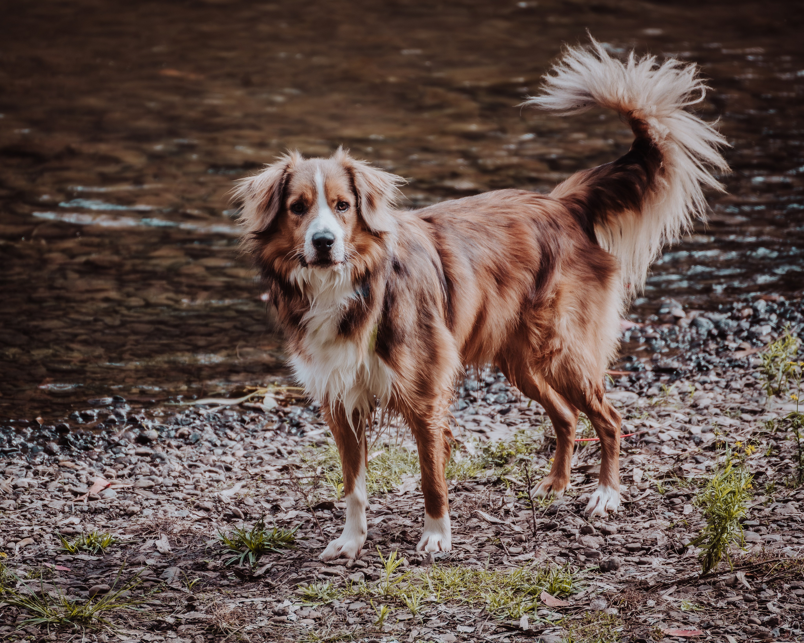 Pet — BorderColie. JS Photoshoot | Family, Events & Pet Photographer in Brisbane