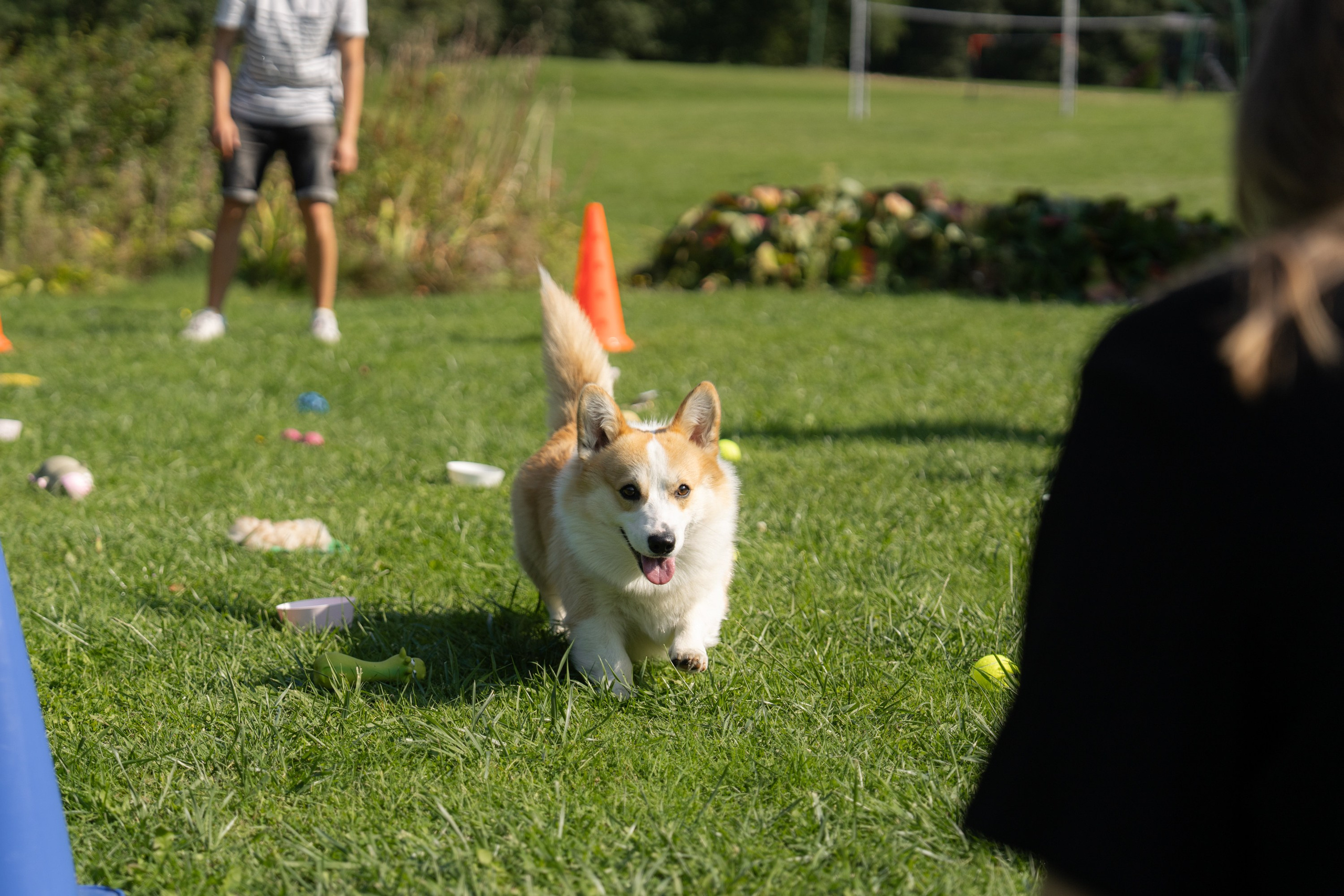 Heppi Dogo fest 2025. Vita Klimaševska ○ Fluffy Soulmate Photography