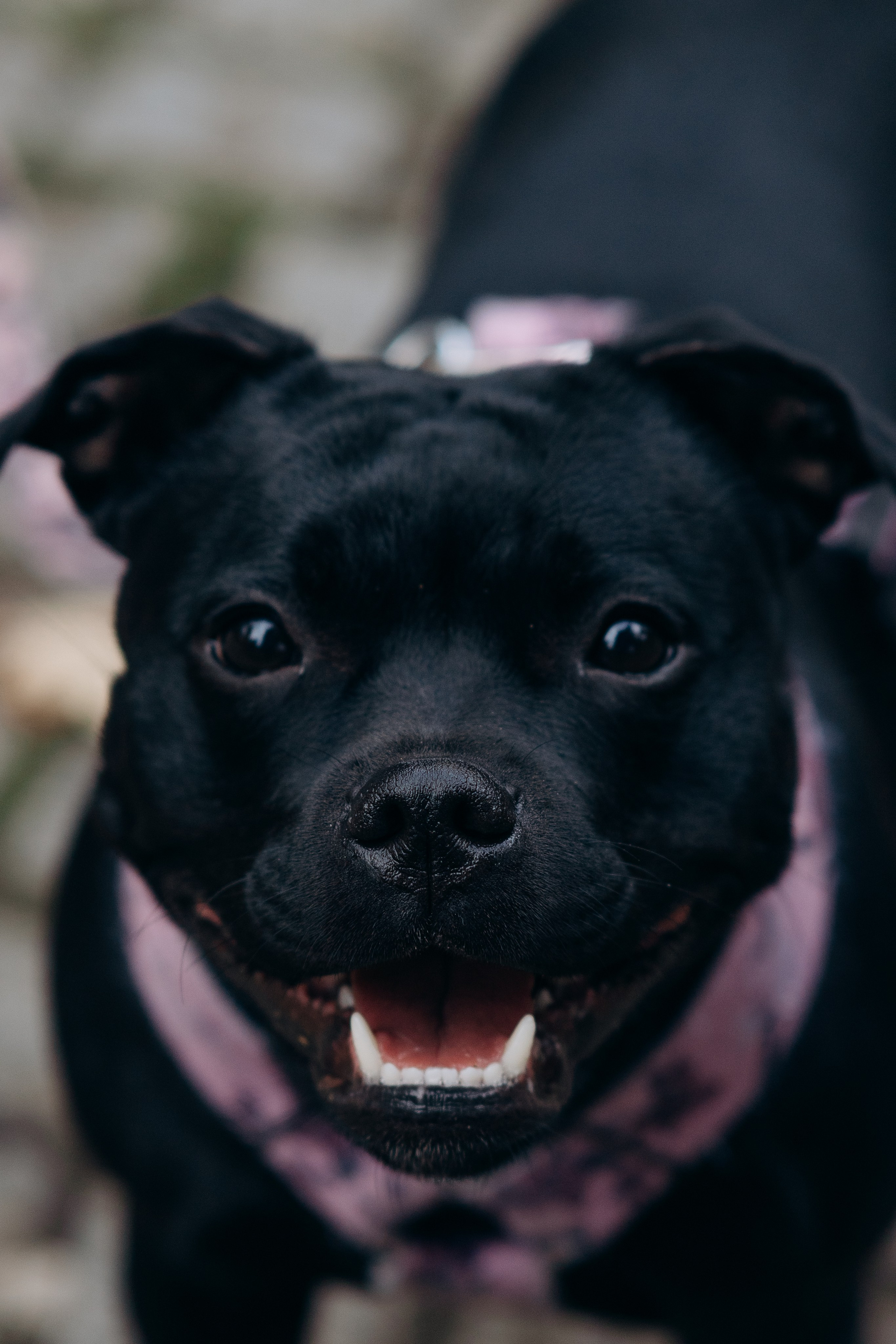 Staffordshire Bull Terriers Meetup. Kat Laisaar — Pet photographer in Tallinn