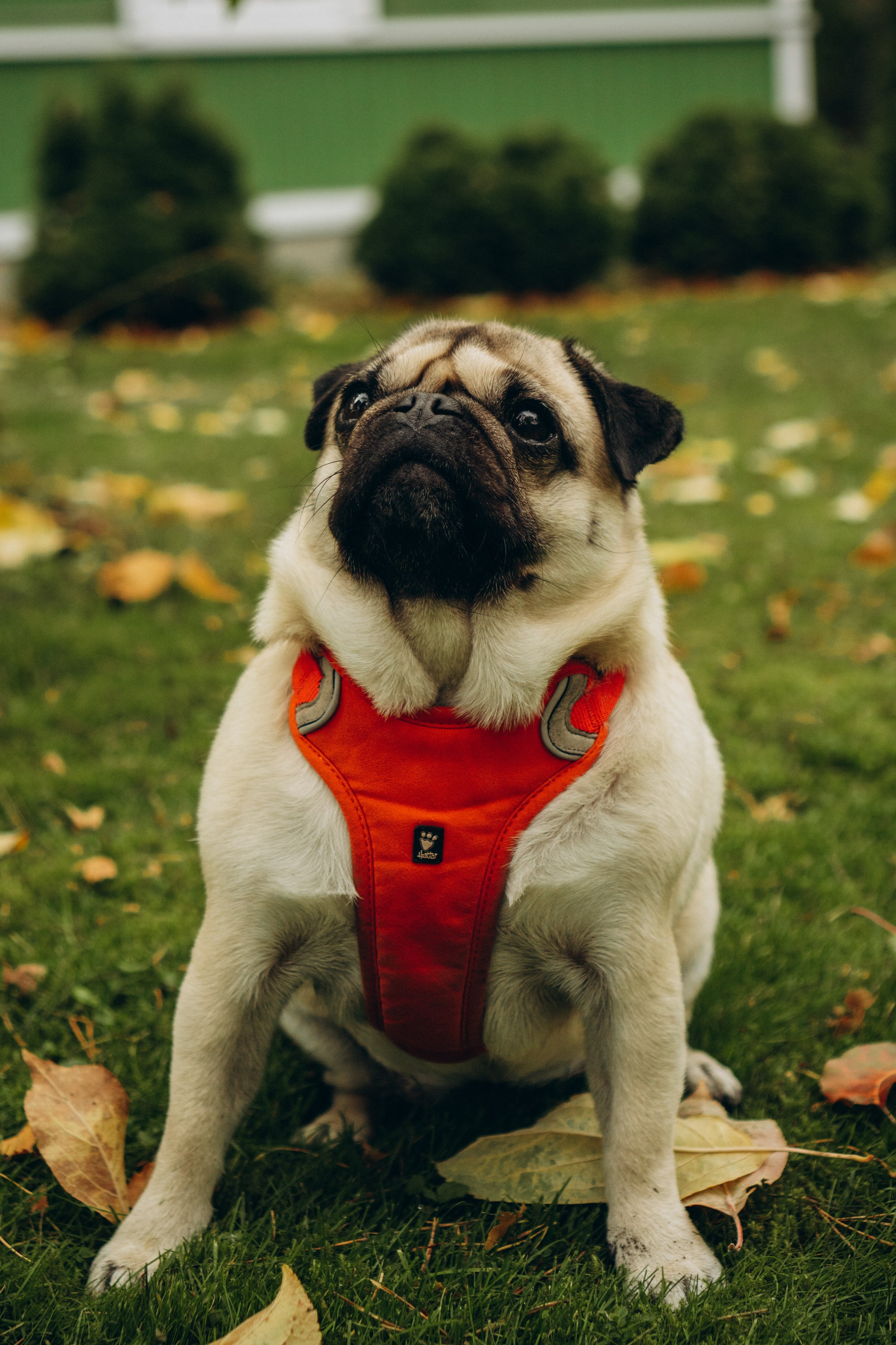 Jelena and her Sandy, Pug and Katja and her Safiir, Cardigan Welsh Corgi. Kat Laisaar — Pet photographer in Tallinn