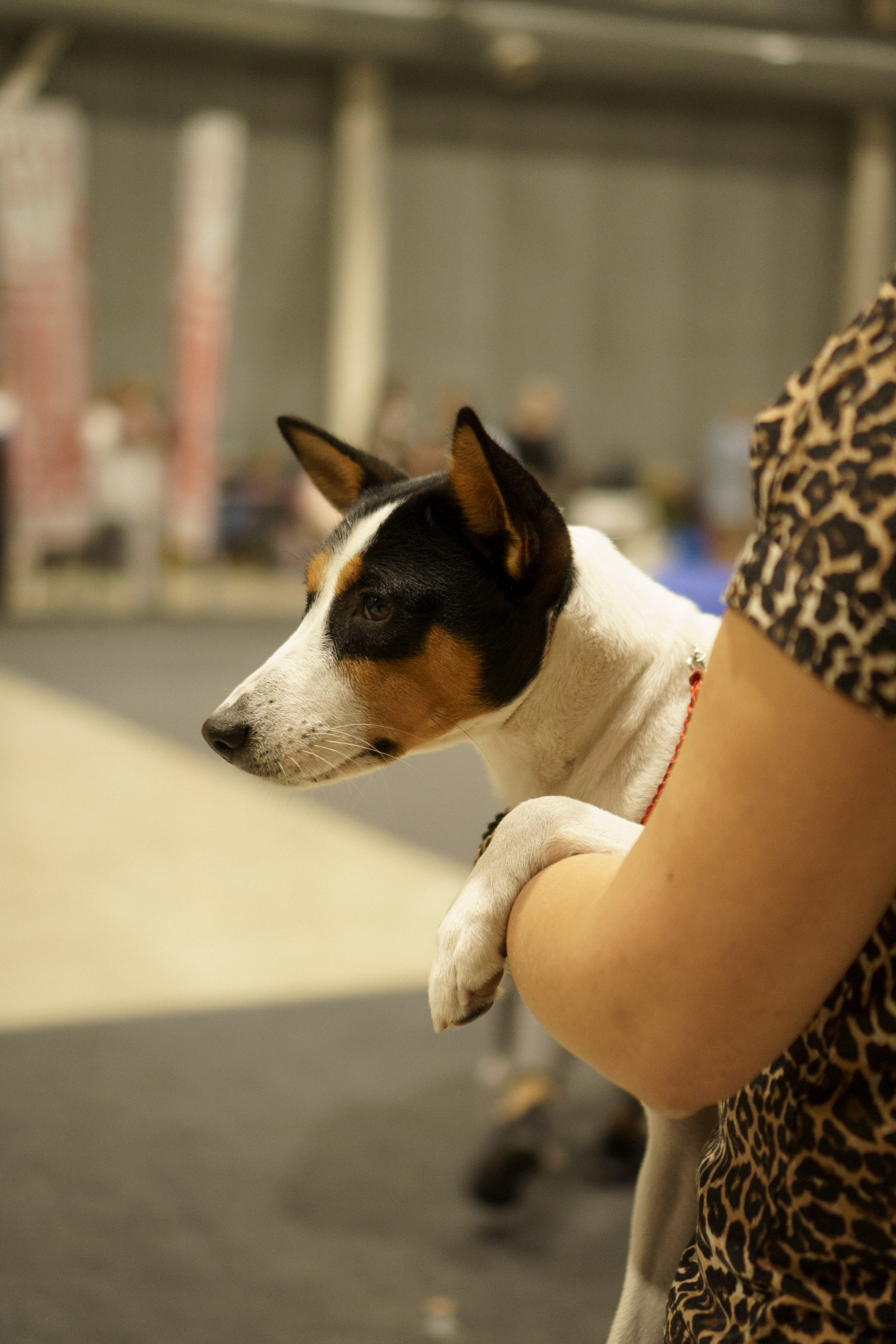 Tartu International Dog Show. Kat Laisaar — Pet photographer in Tallinn