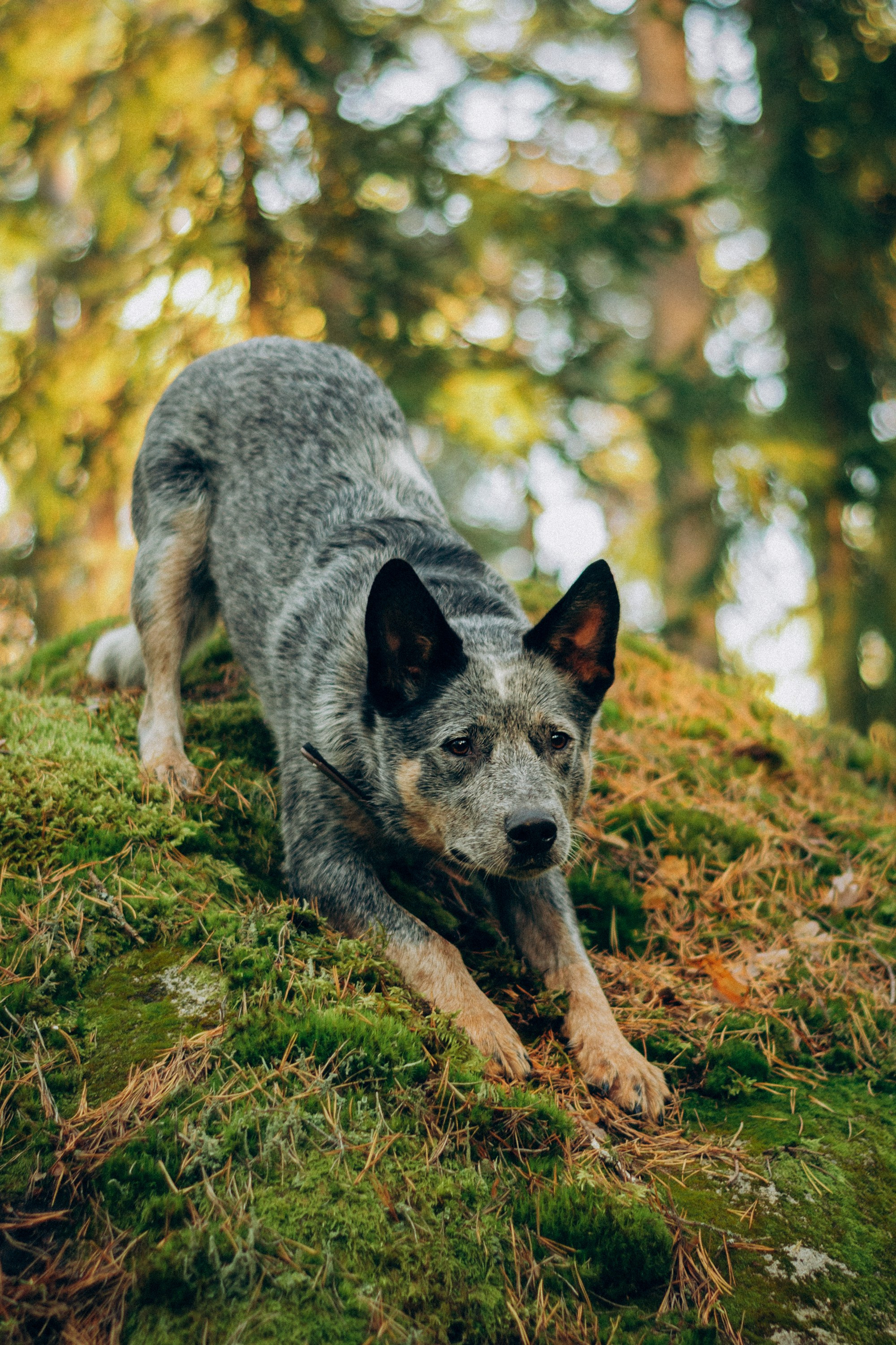 Polina and her Dakota, Blue Heeler. Kat Laisaar — Pet photographer in Tallinn