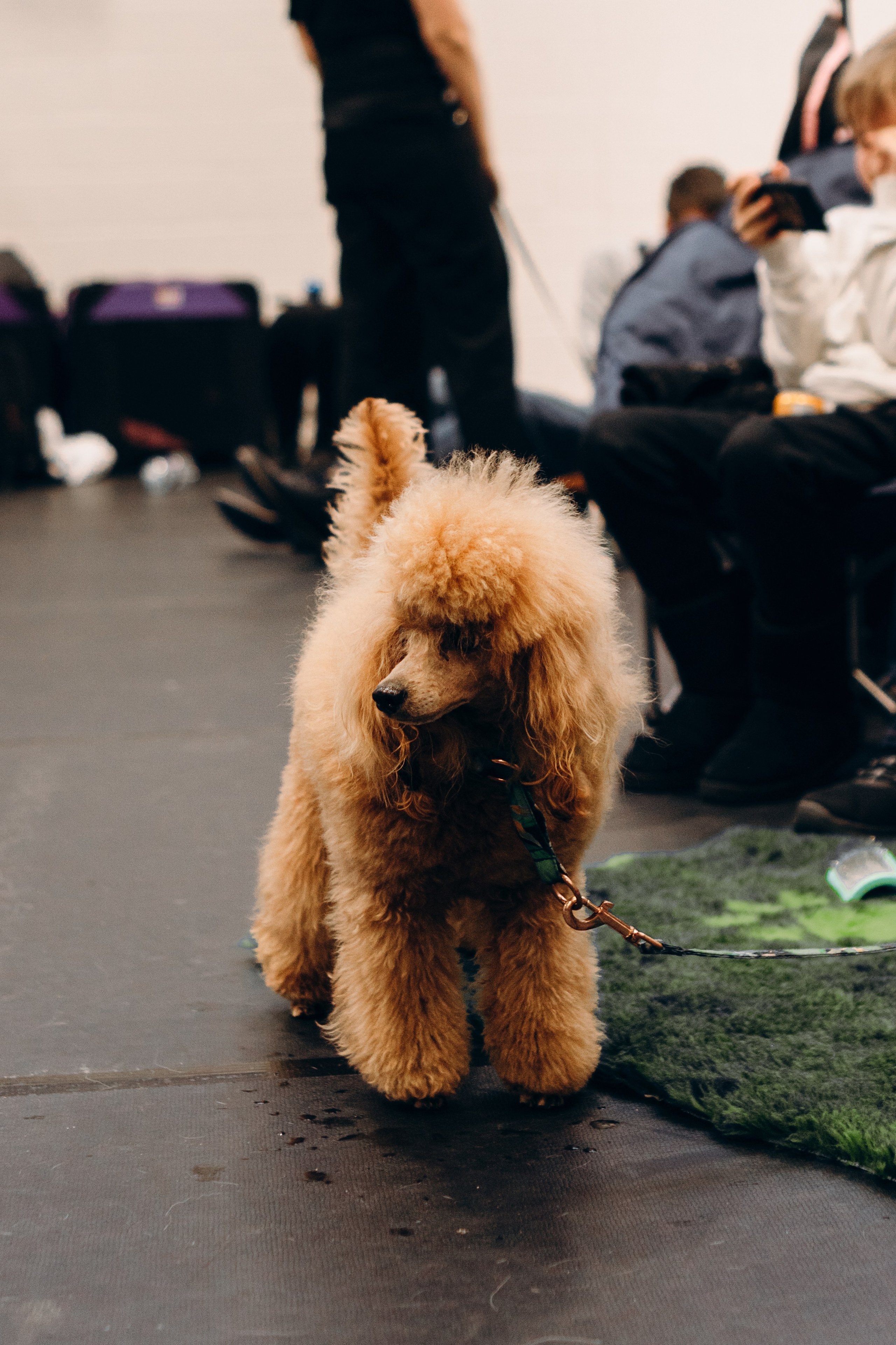 Pärnu dog weekend photo report. Kat Laisaar — Pet photographer in Tallinn