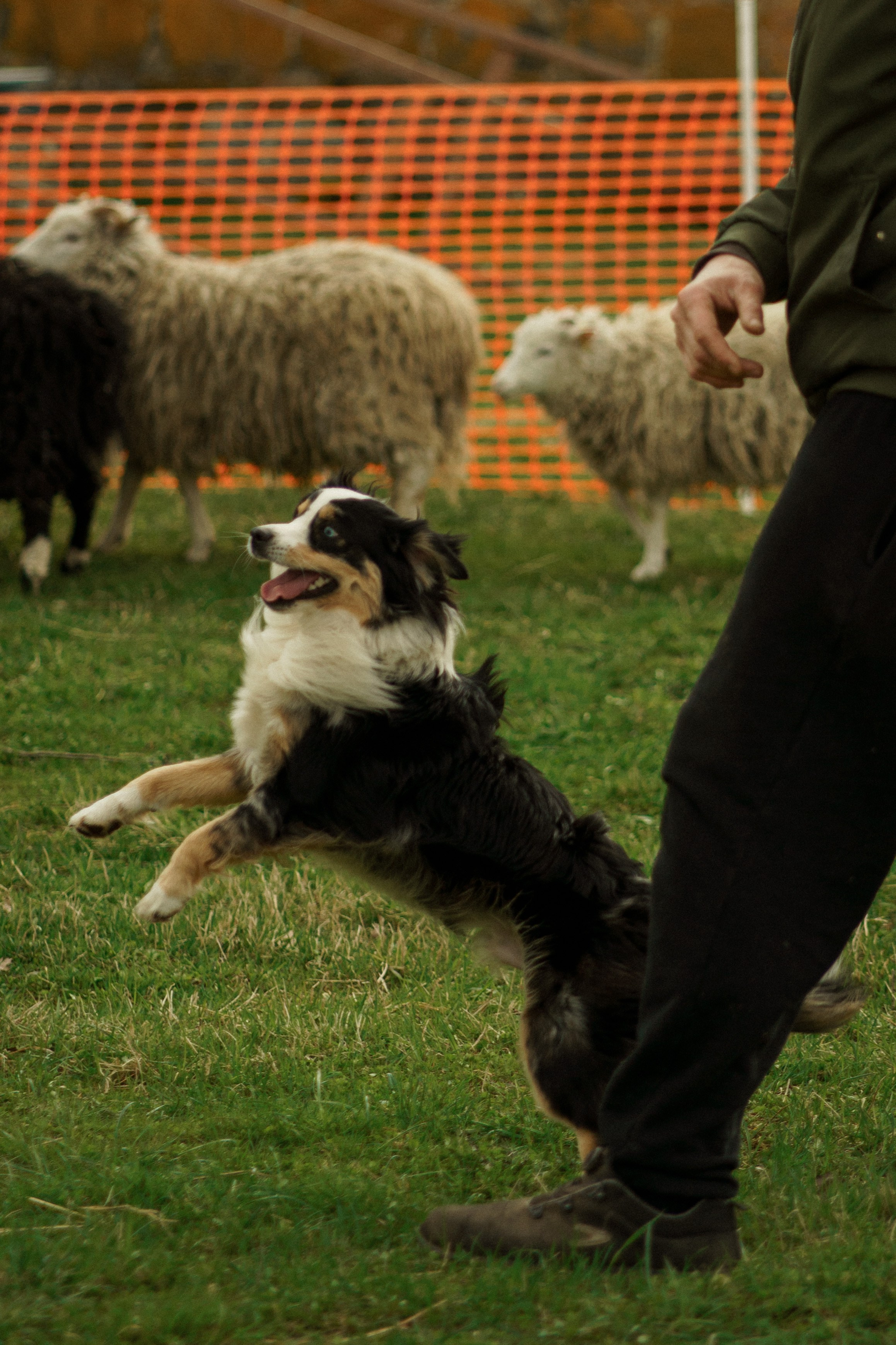 Herding Days, 26 apr. 2025. Kat Laisaar — Pet photographer in Tallinn