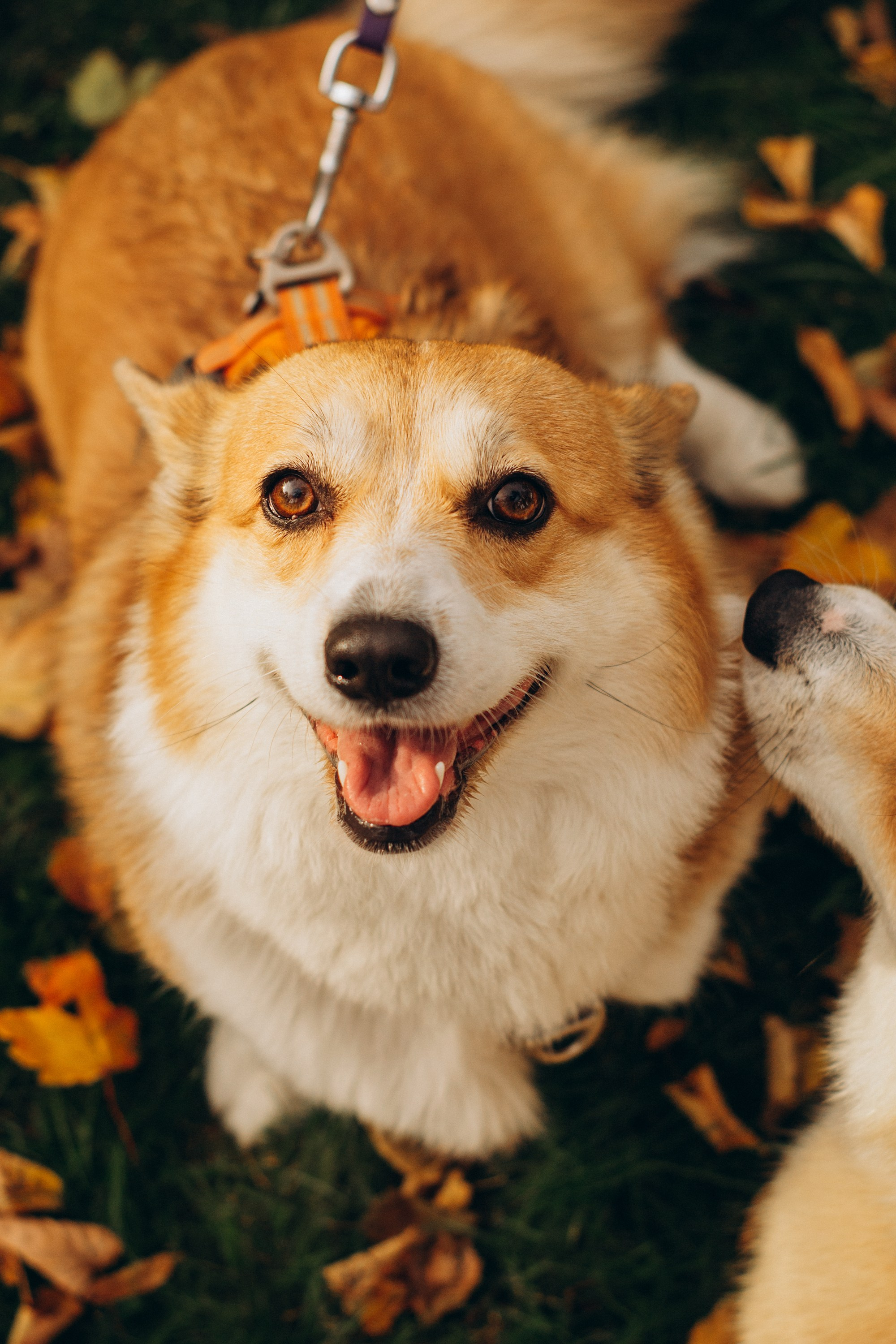 Corgi party, october. Kat Laisaar — Pet photographer in Tallinn