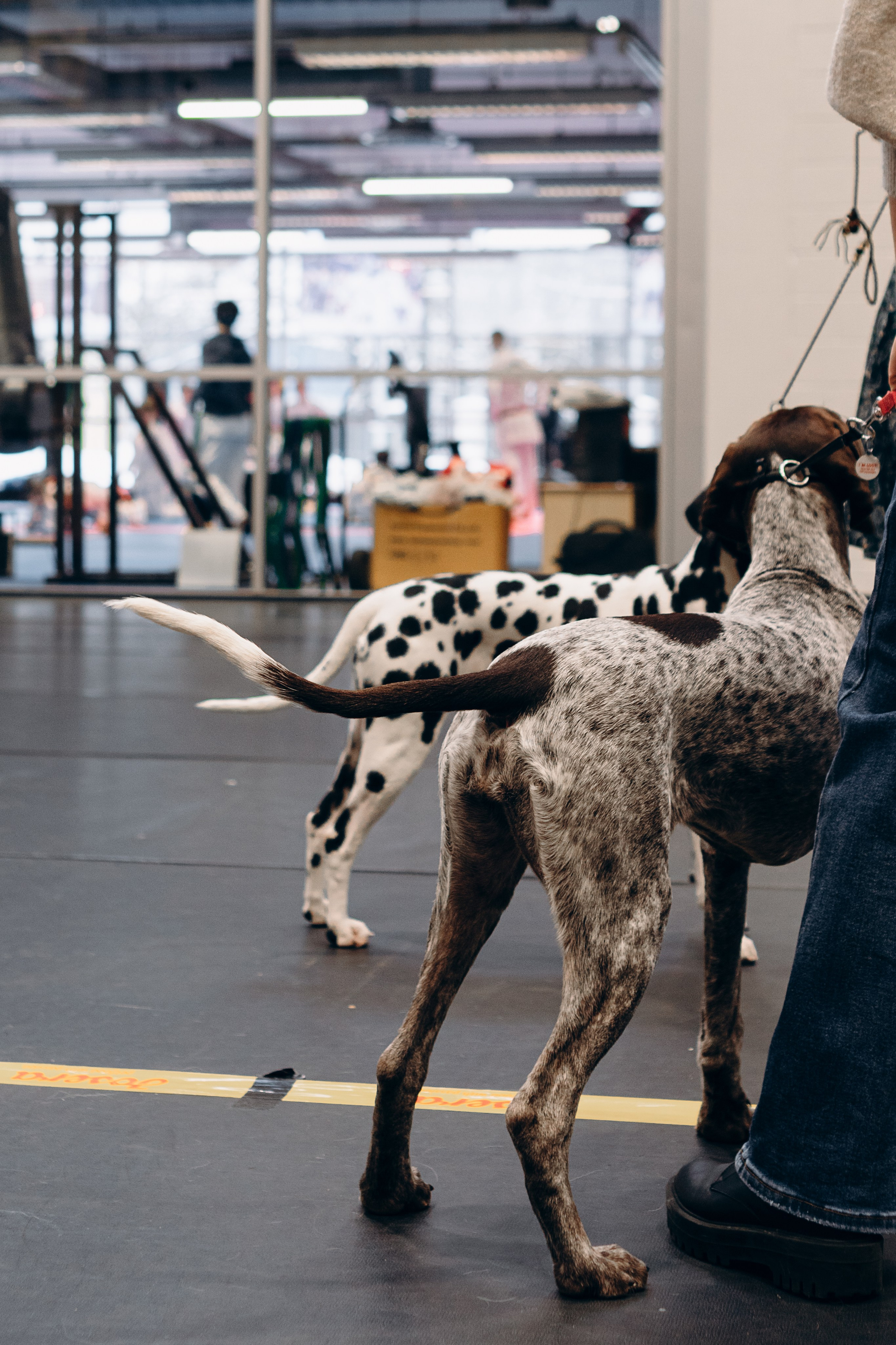 Pärnu dog weekend photo report. Kat Laisaar — Pet photographer in Tallinn