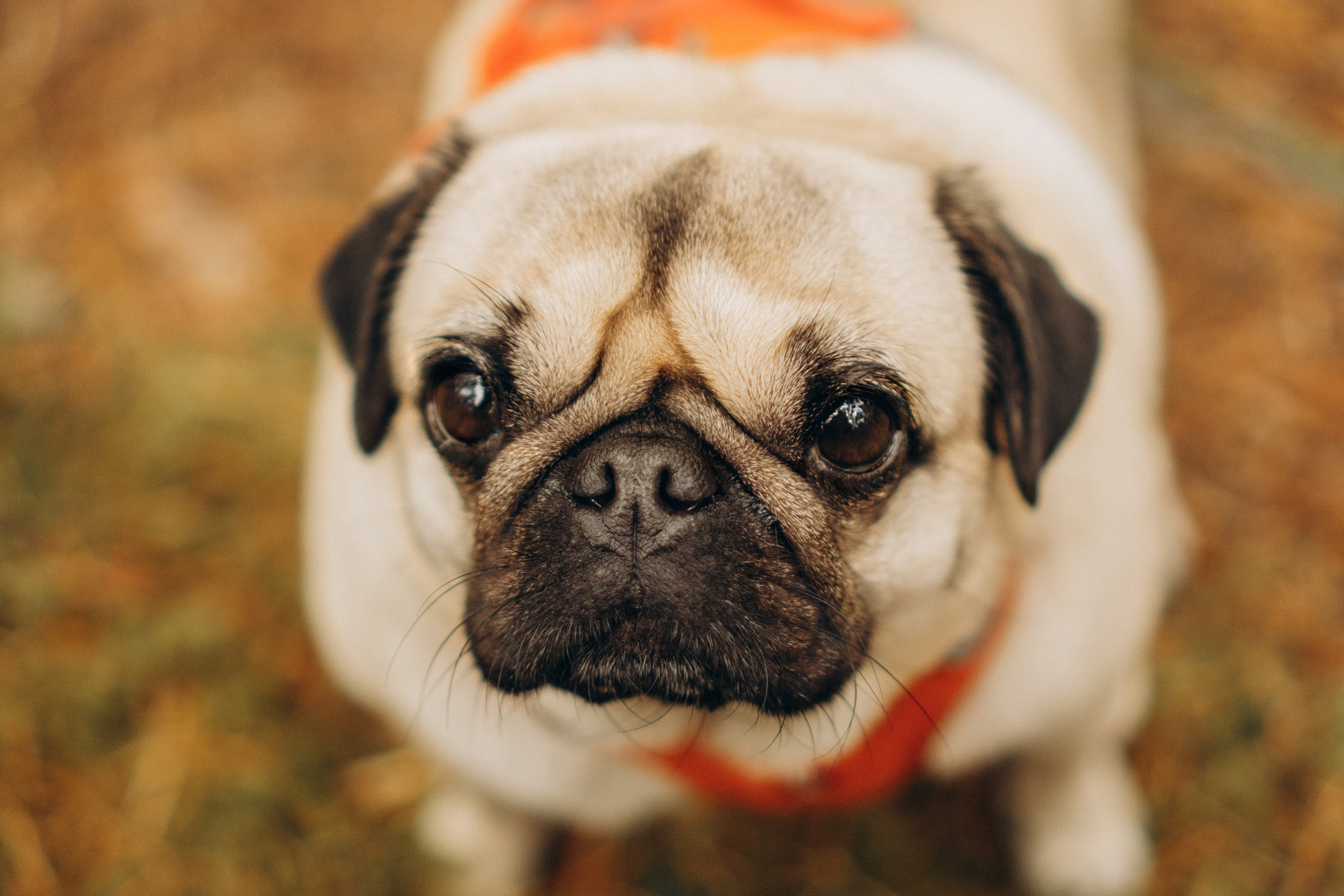 Jelena and her Sandy, Pug and Katja and her Safiir, Cardigan Welsh Corgi. Kat Laisaar — Pet photographer in Tallinn