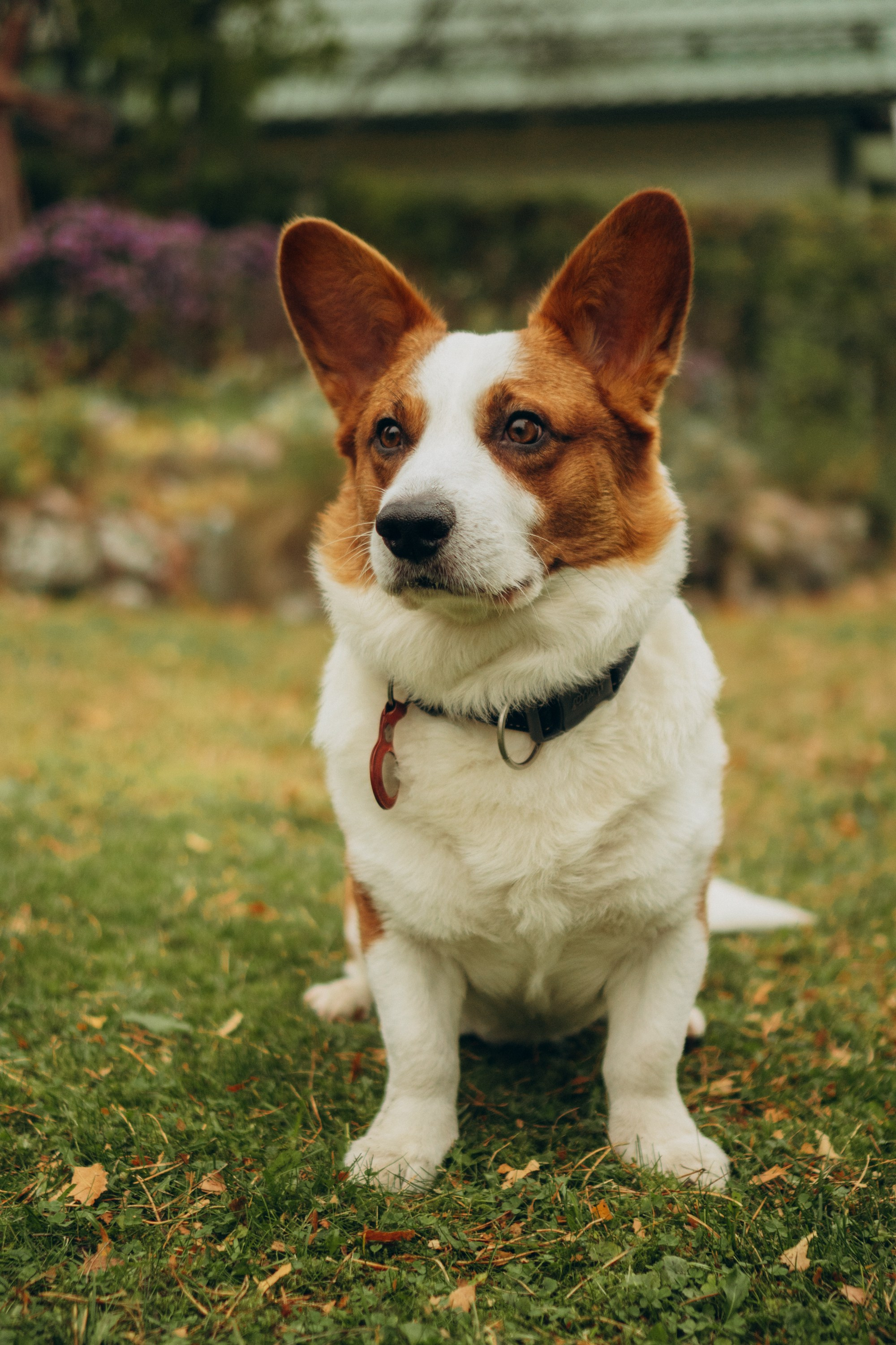 Jelena and her Sandy, Pug and Katja and her Safiir, Cardigan Welsh Corgi. Kat Laisaar — Pet photographer in Tallinn