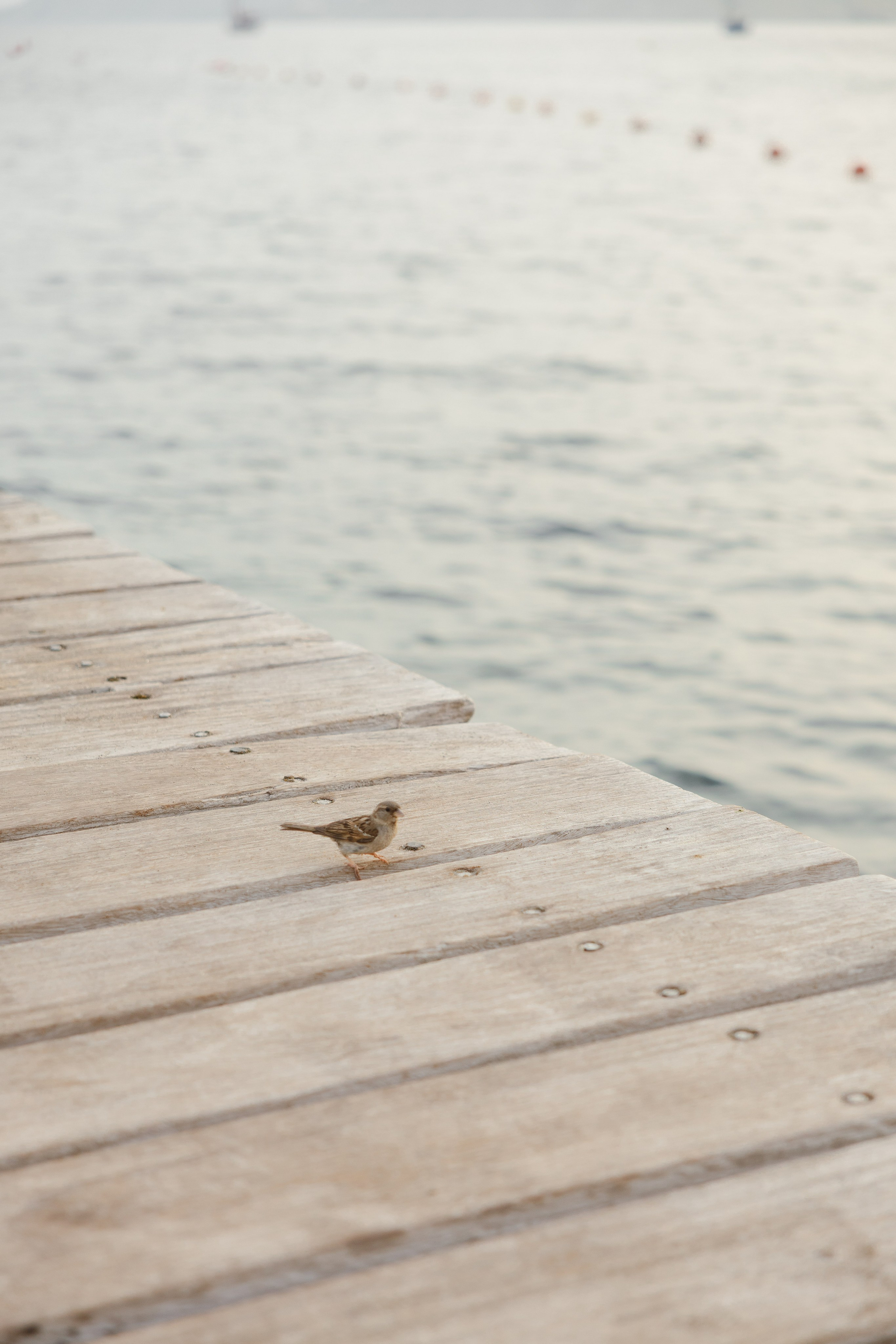 PREBODA ISABEL Y ÁNGEL. Fotógrafo y Videógrafo de bodas y eventos