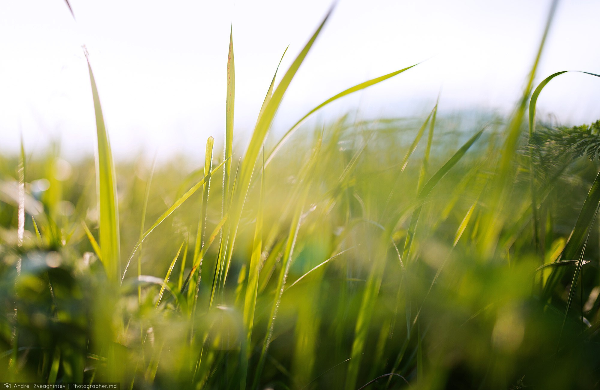 Fotograf natura in Moldova - Andrei Zveaghintev. Fotograf nunta si familie in Moldova, Chisinau - Andrei Zveaghintev