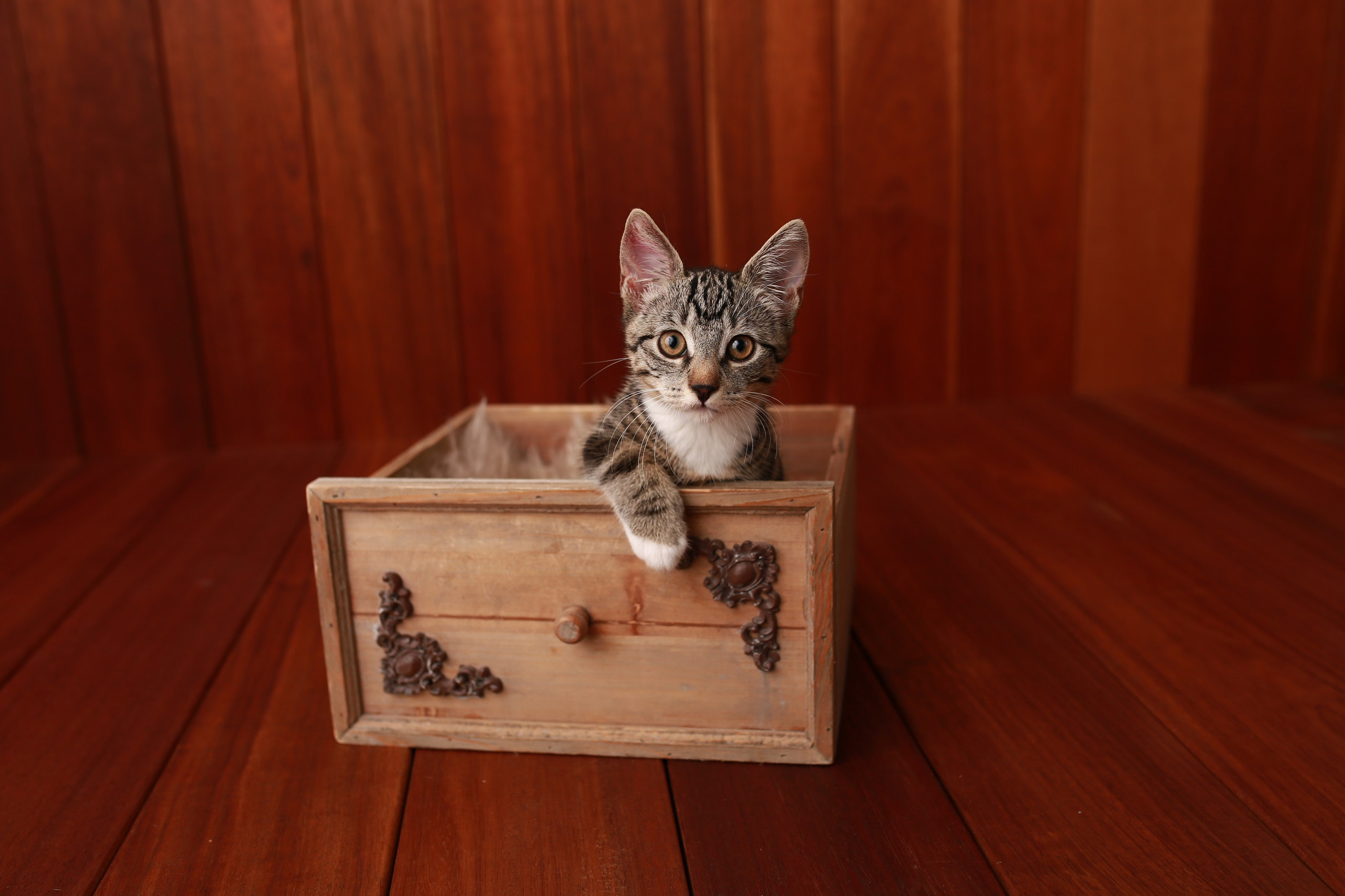 Haustiere. Neugeborenen, Familien, Geschwister Fotografin aus Delmenhorst