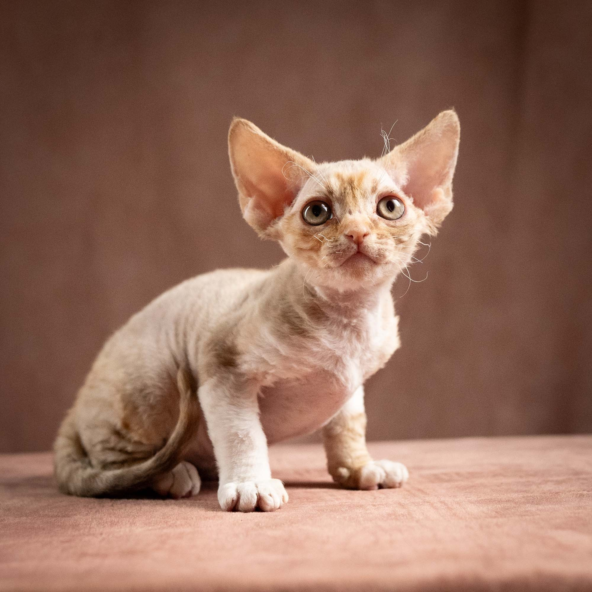 Ophelia, girl, born 02.08.26. Devon Rex Pixie Cattery