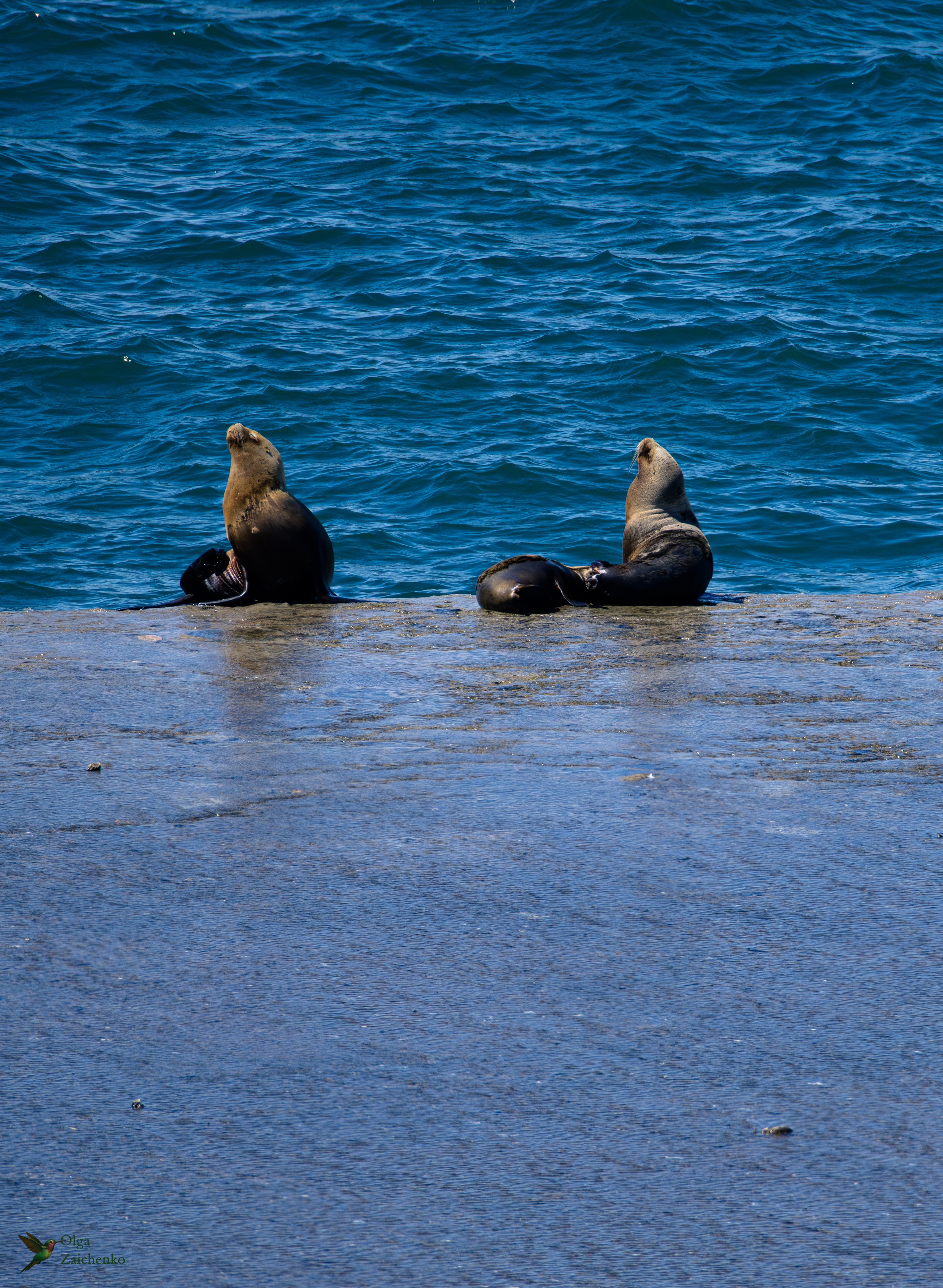 Южный морской лев
