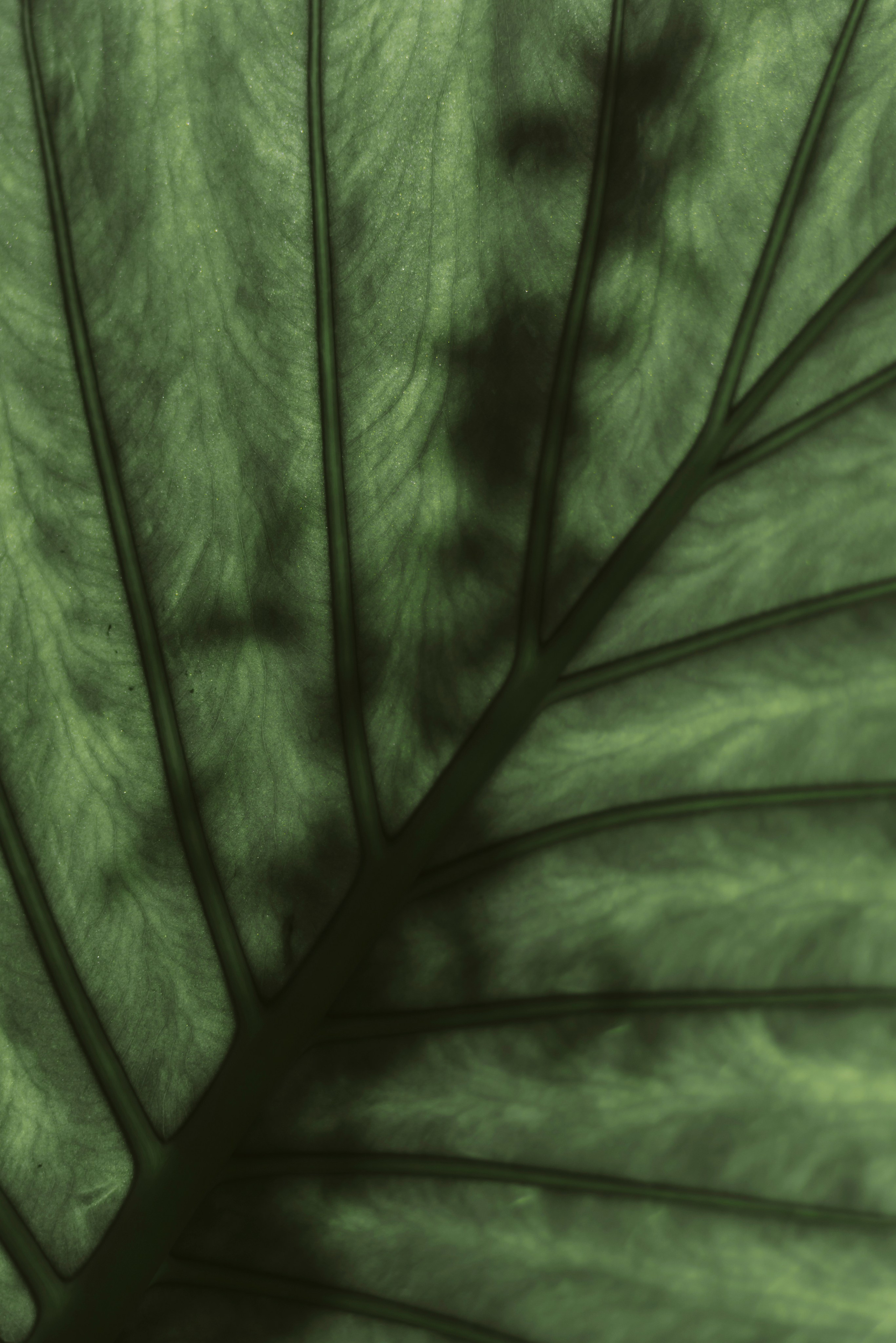 Food. Photographer and videographer for business in Tbilisi Catrine Poznyak