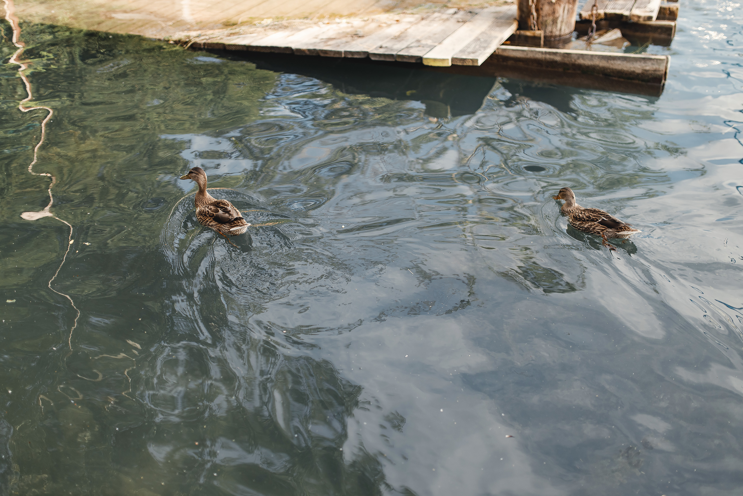 08.09.2020 Family photoshoot. Wedding family event photographer in Chicago Nick Yushevich
