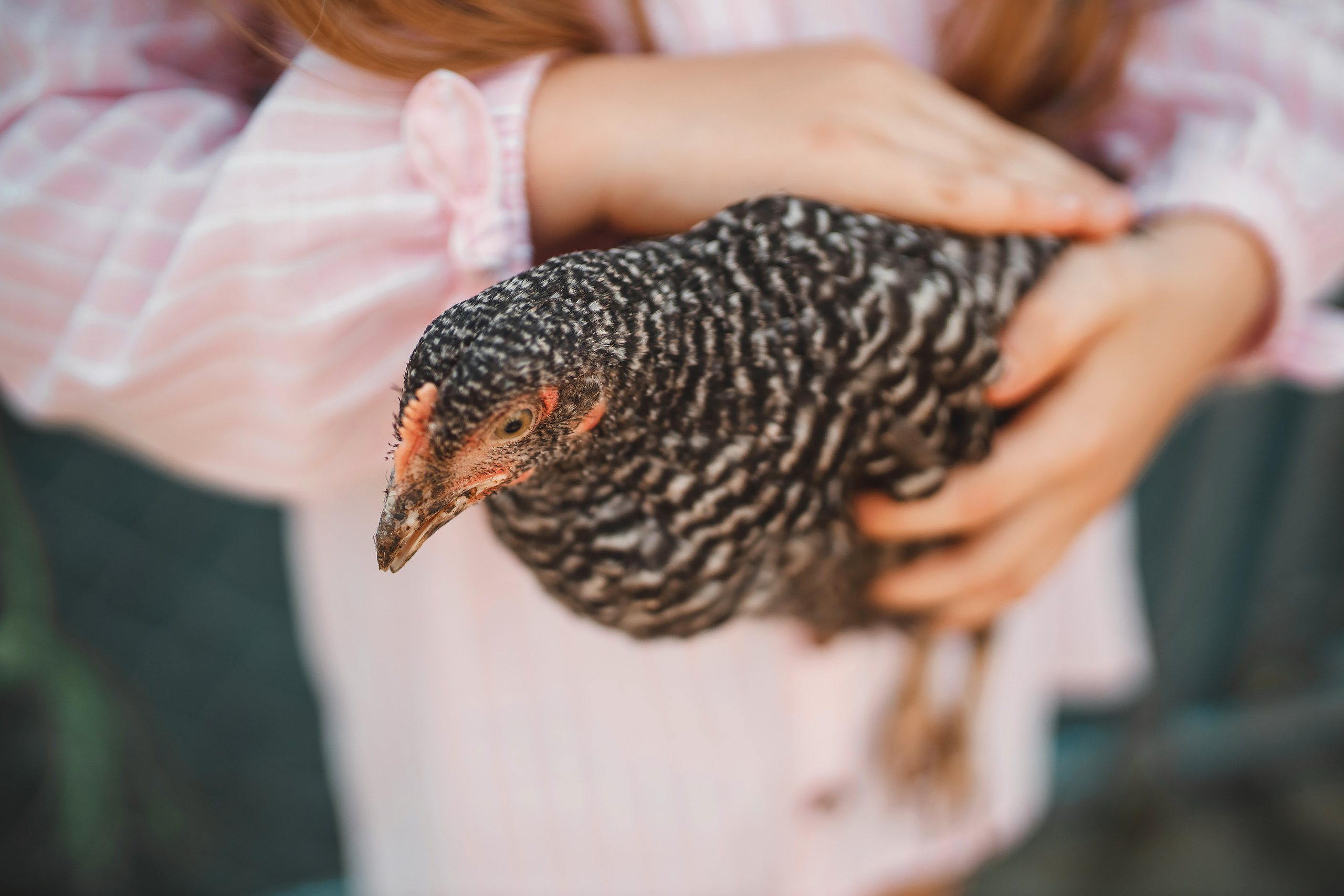 05.24.2020 Horse Farm. Wedding family event photographer in Chicago Nick Yushevich