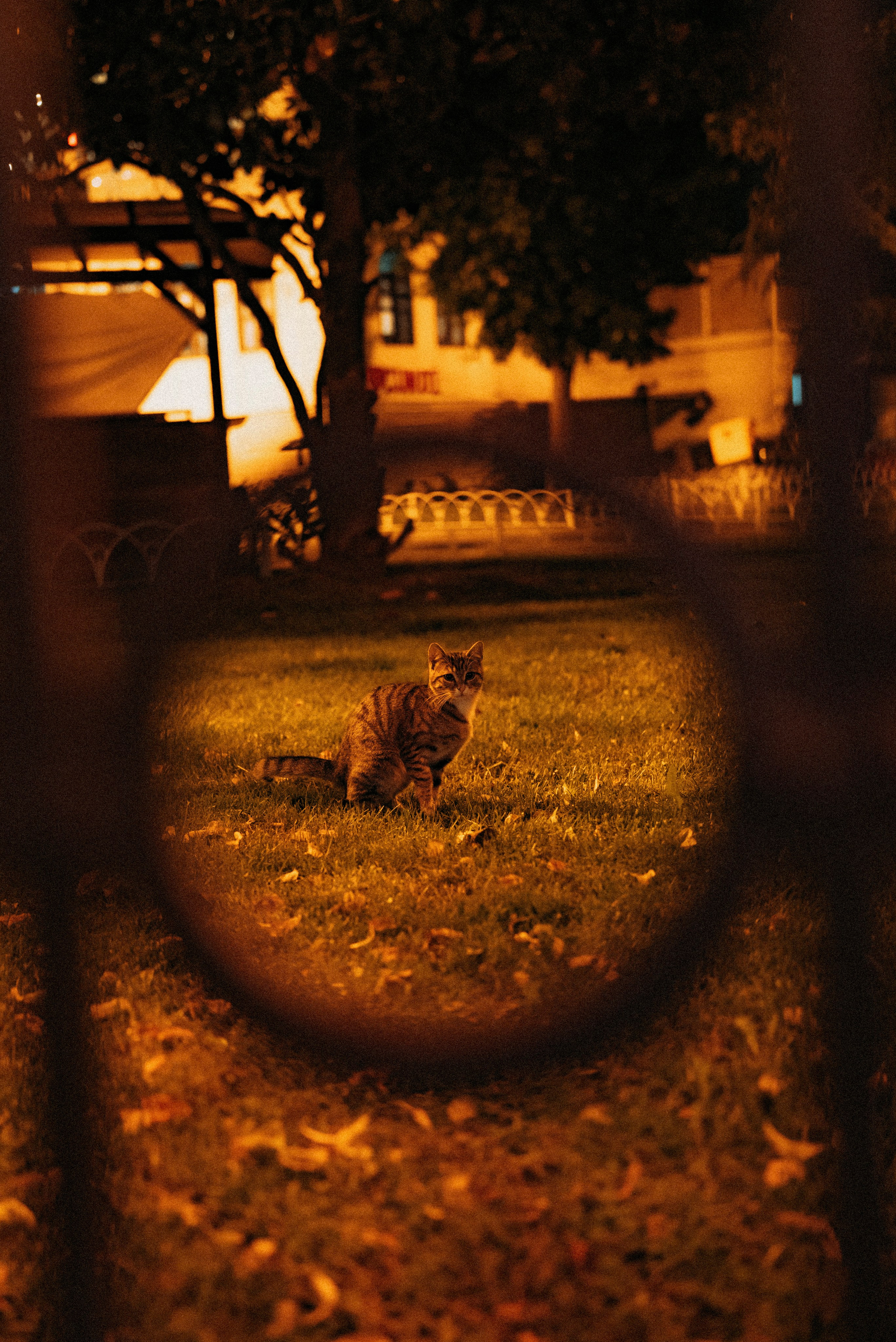 СТАМБУЛ. Стрит-фотография, полная абсурда, идиотизма и красоты