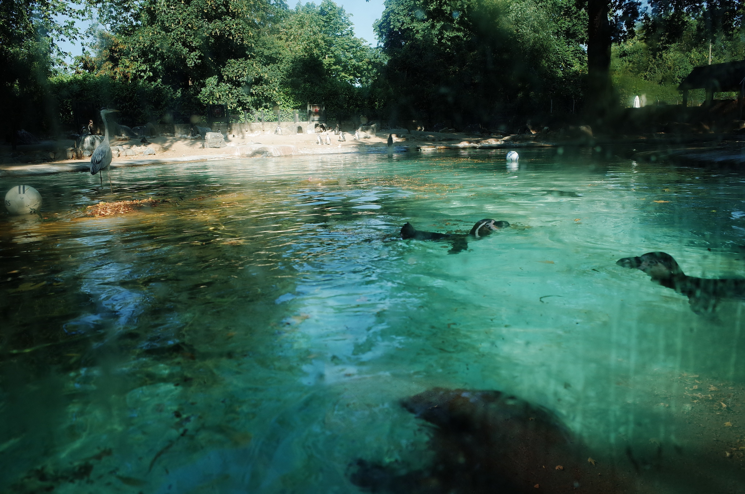 Little penguins. London zoo. Victoria Dini Photography