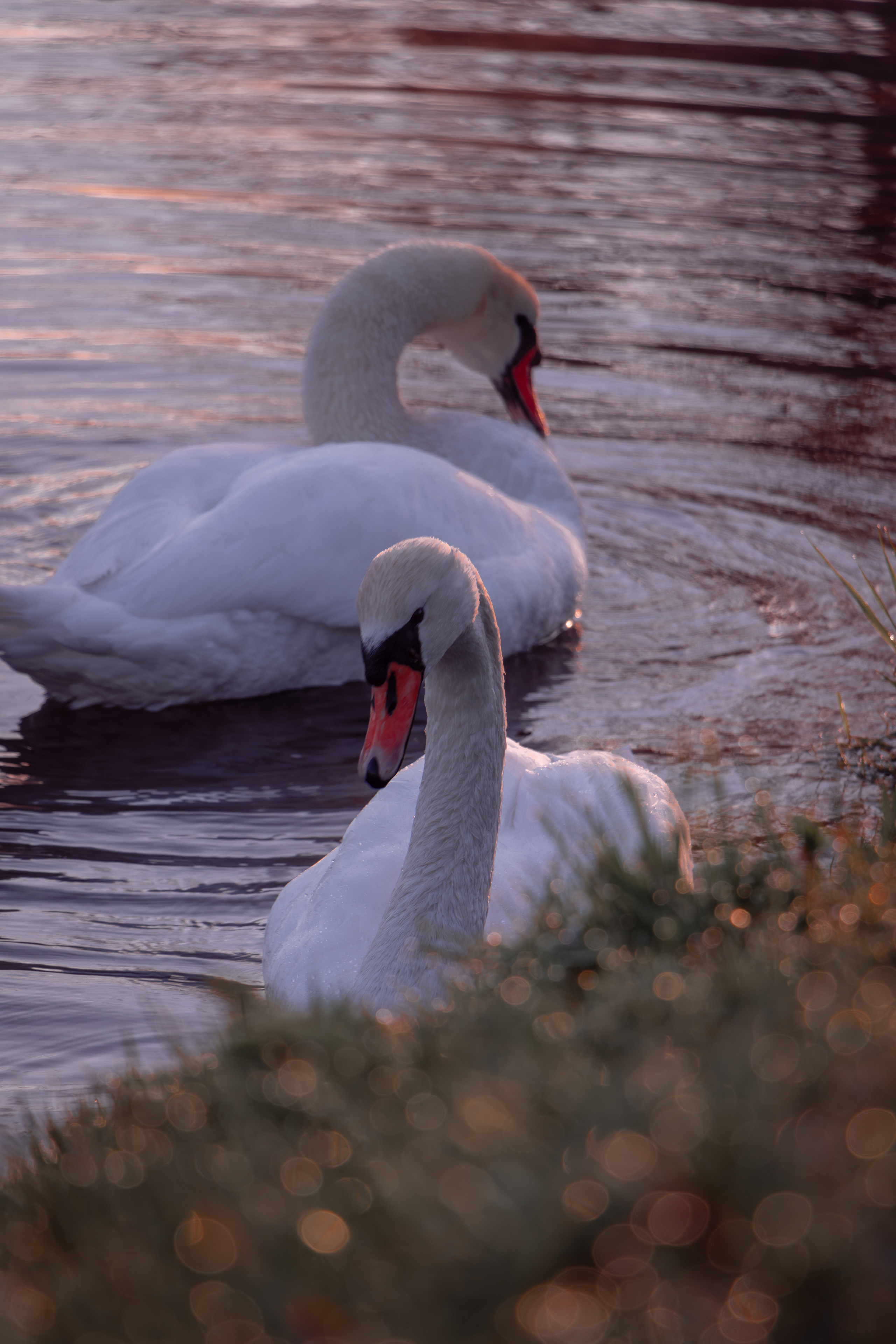 Nature. Portrait and Street photographer in Vilnius Edgar Shaipunas