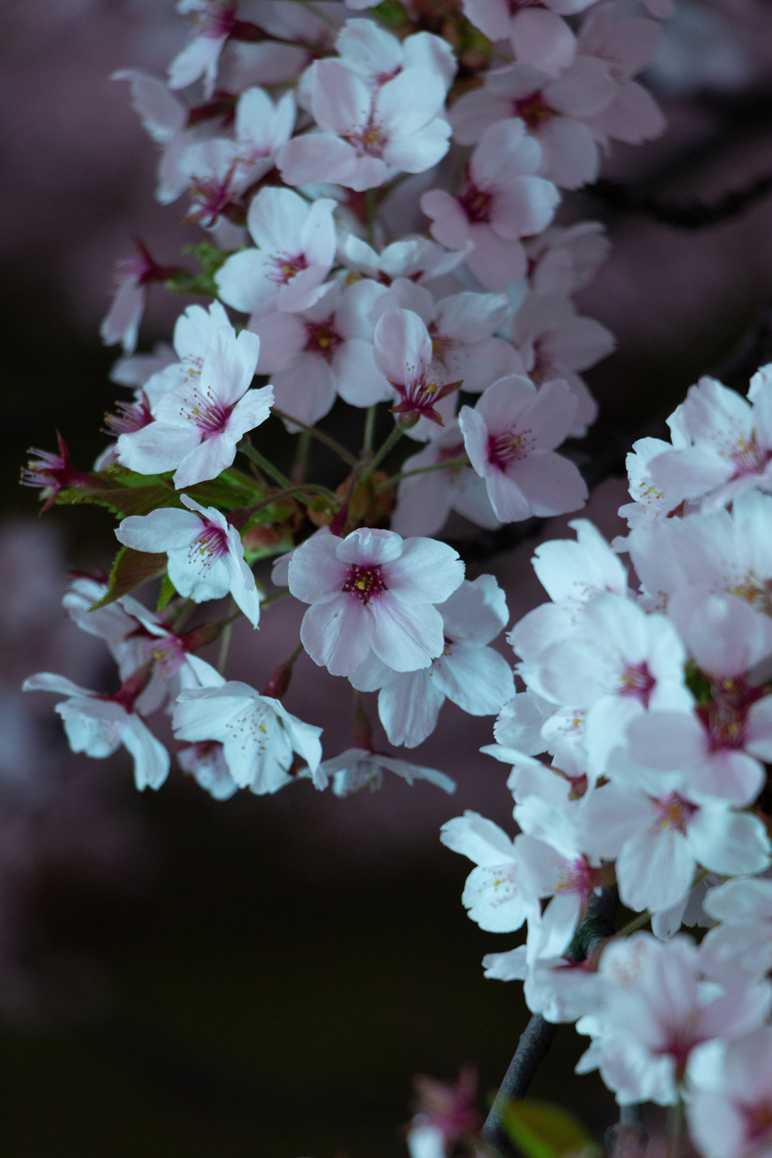 Nature. Portrait and Street photographer in Vilnius Edgar Shaipunas