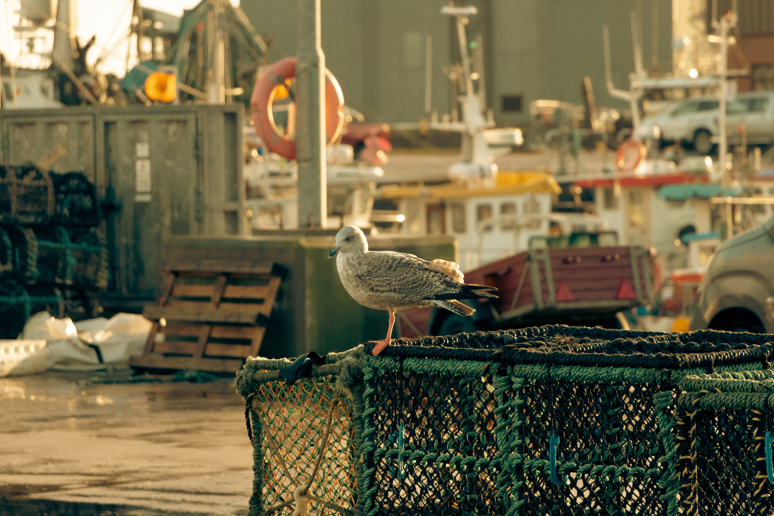 Nature. Portrait and Street photographer in Vilnius Edgar Shaipunas