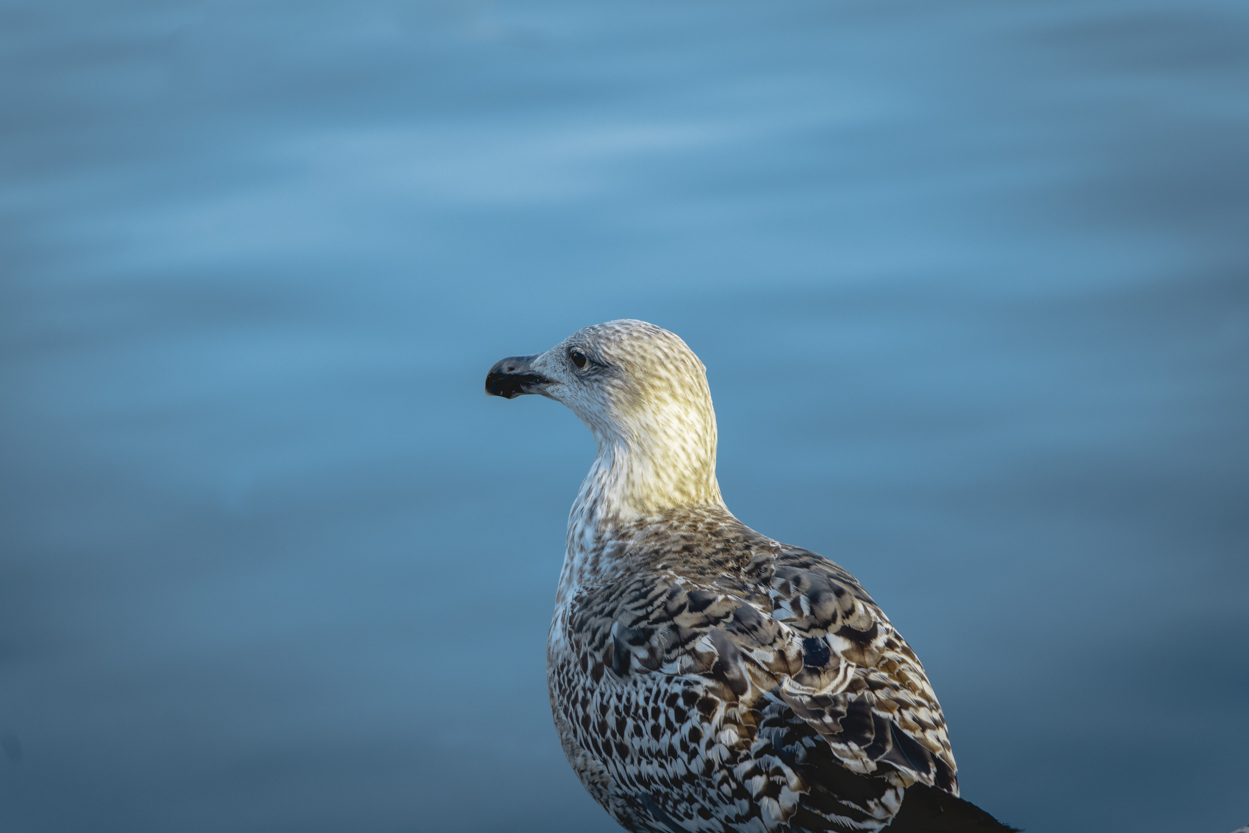 Nature. Portrait and Street photographer in Vilnius Edgar Shaipunas