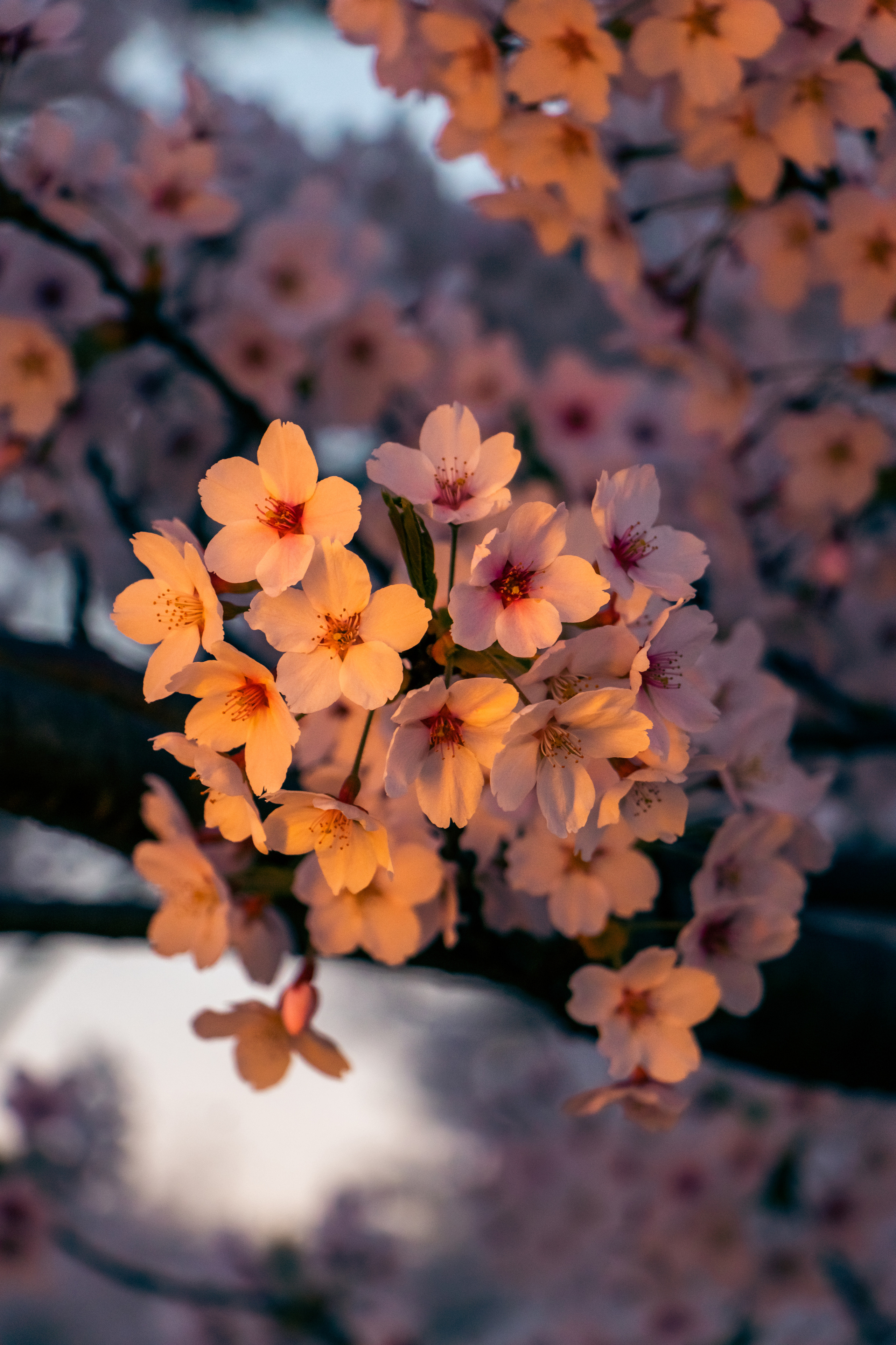 Nature. Portrait and Street photographer in Vilnius Edgar Shaipunas
