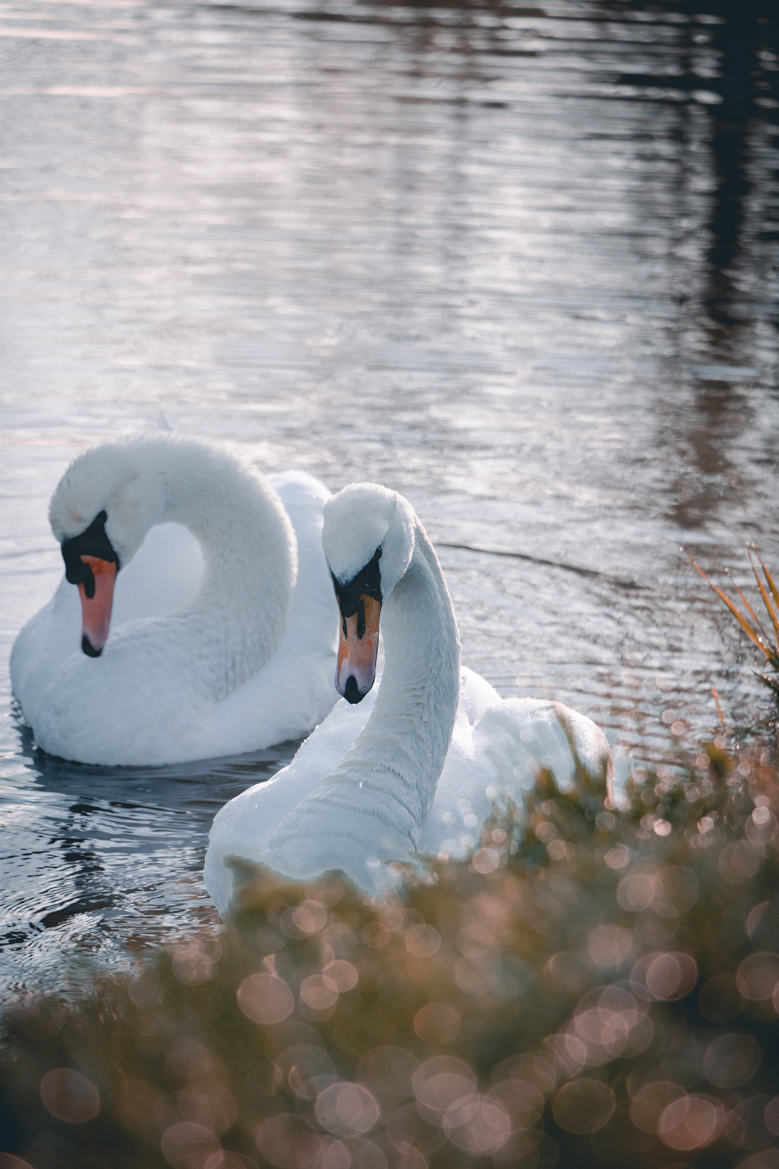 Nature. Portrait and Street photographer in Vilnius Edgar Shaipunas