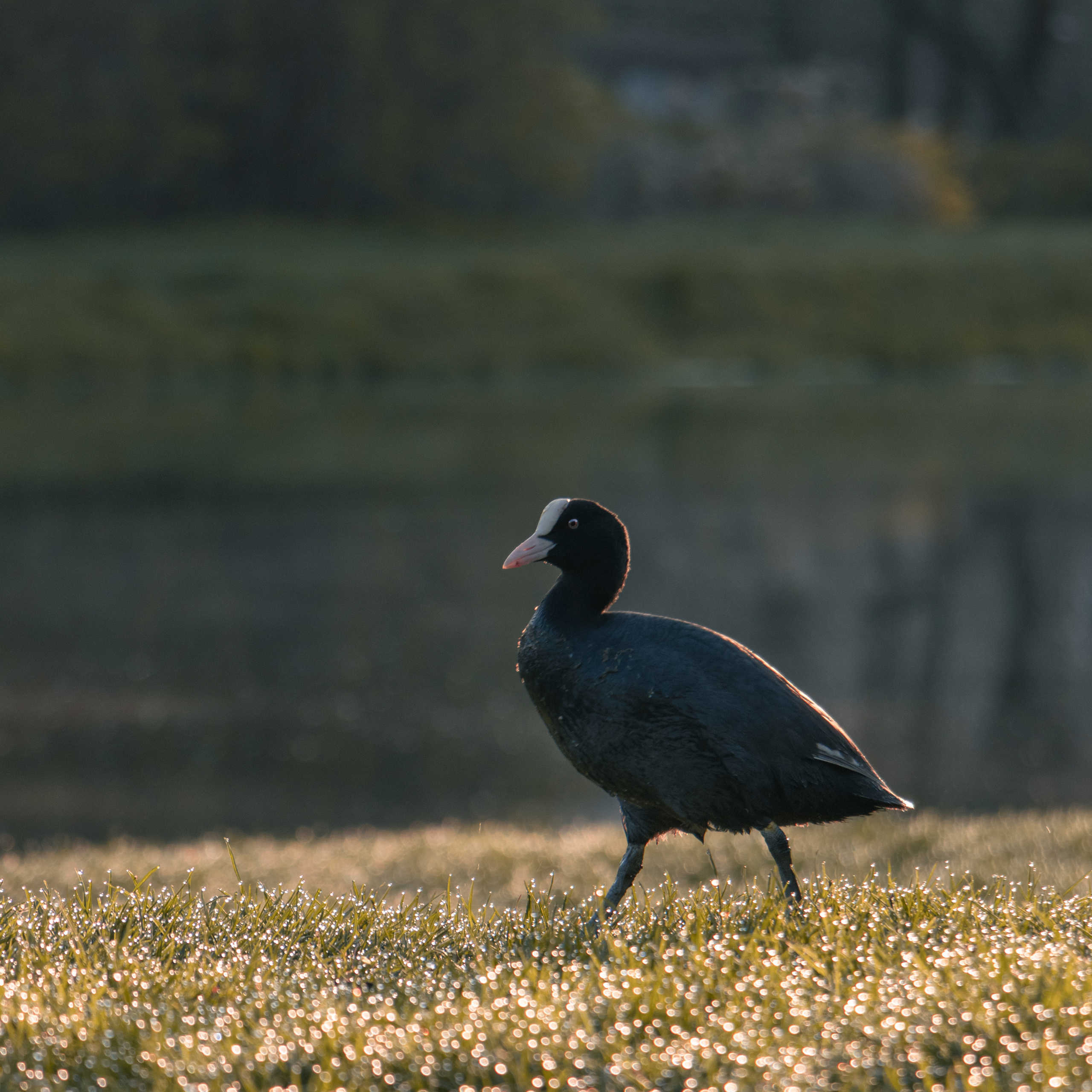 Nature. Portrait and Street photographer in Vilnius Edgar Shaipunas
